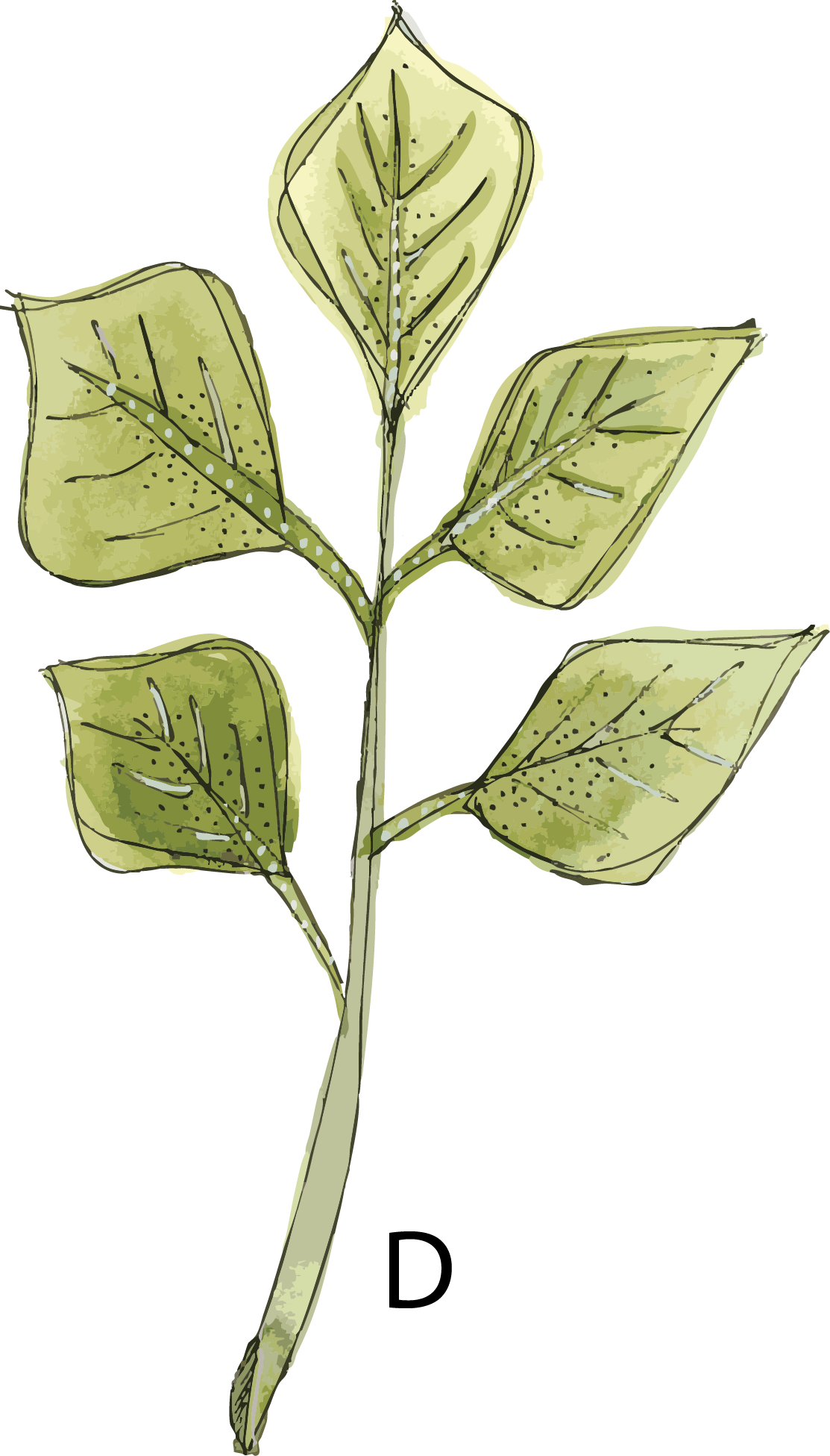 Green watercolour leaf branch from the Hannie Art Studio end-of-run floral collection.
