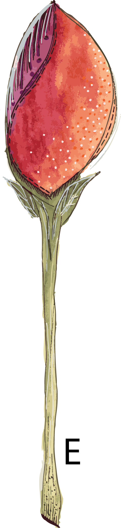 Deep orange watercolour tulip bud from the Hannie Art Studio end-of-run floral collection.