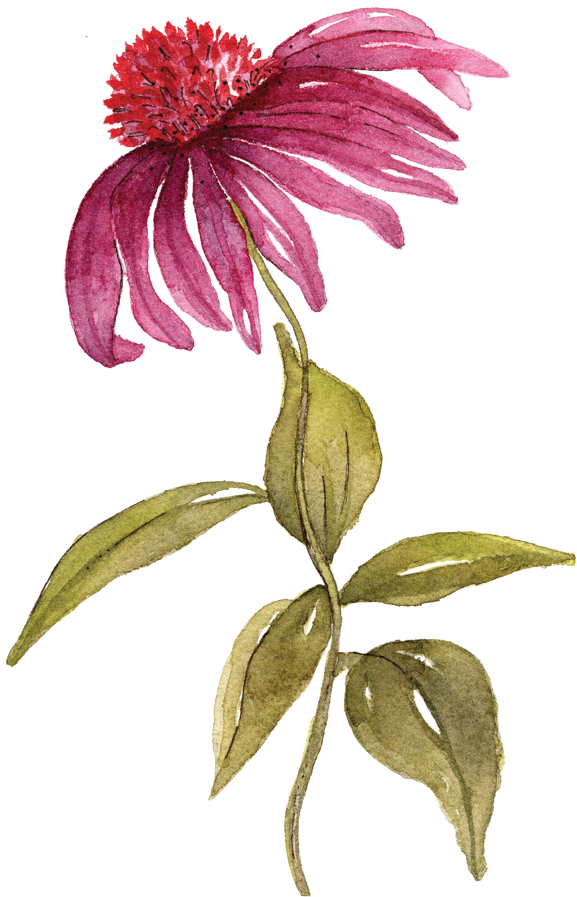 Original watercolour coneflower by Hannie Art Studio for custom wedding and celebration florals