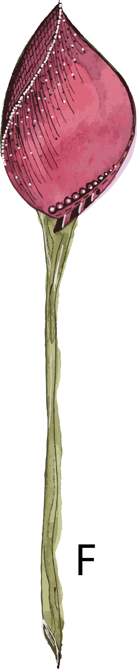 Crimson watercolour tulip bud from the Hannie Art Studio end-of-run floral collection.