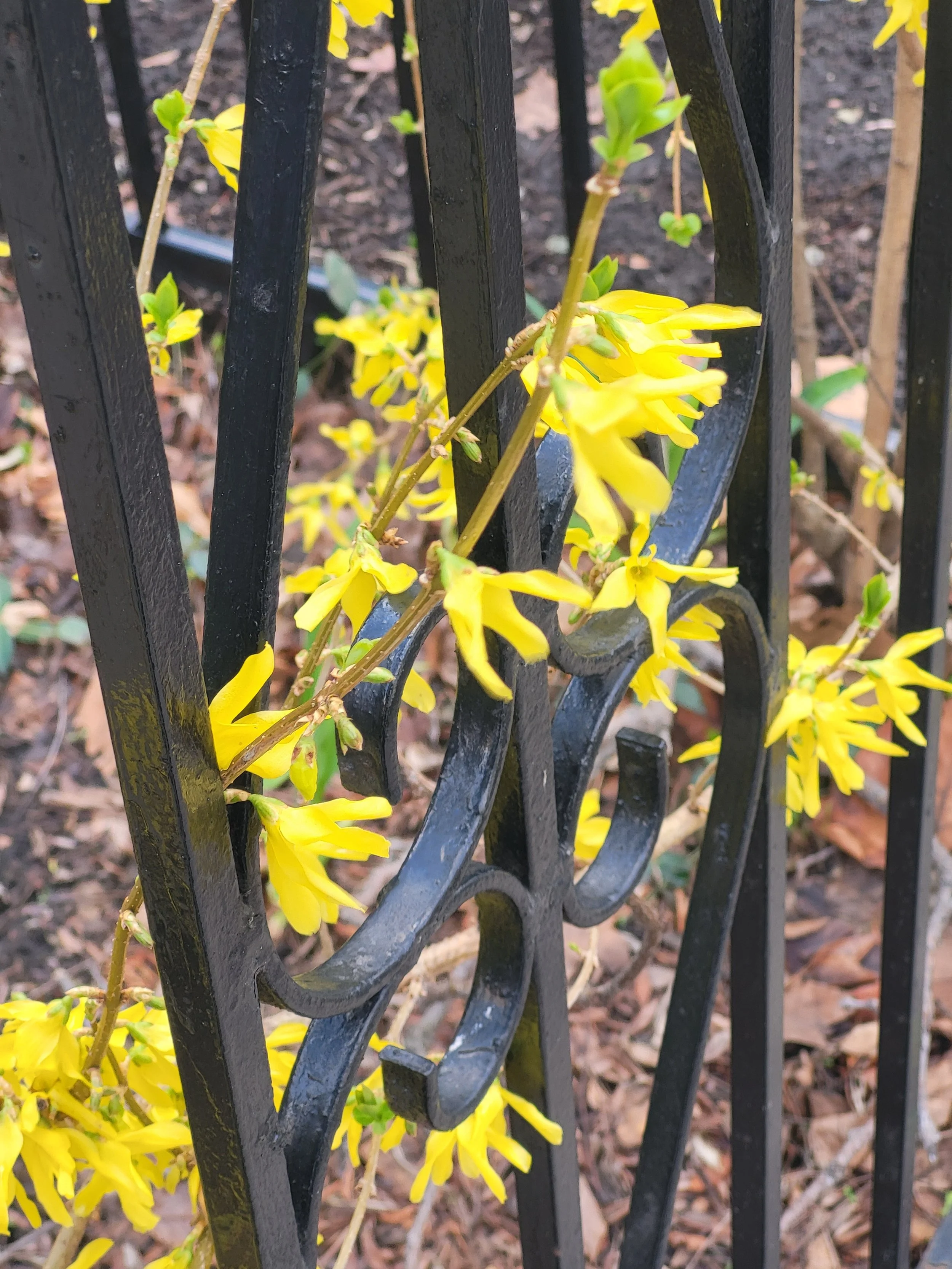 Might as well be spring…