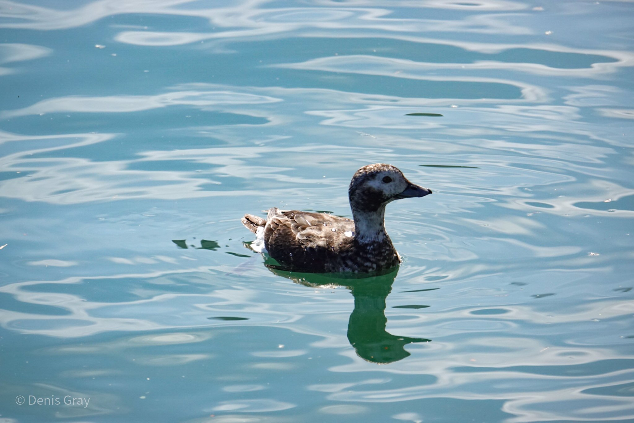 Long-tailed Duck (immature male or female winter plumage), Waterfront, Toronto