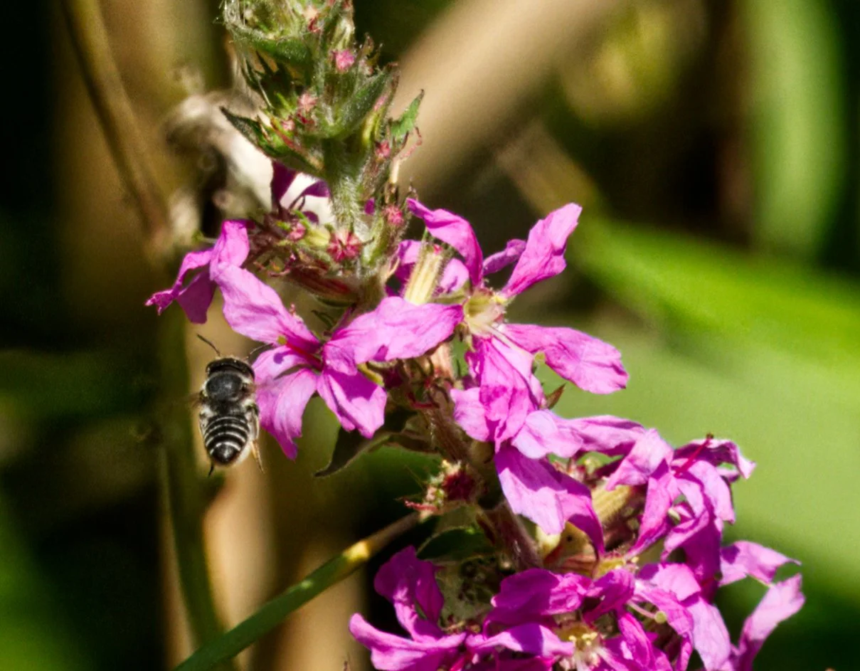 A Leafcutter Bee