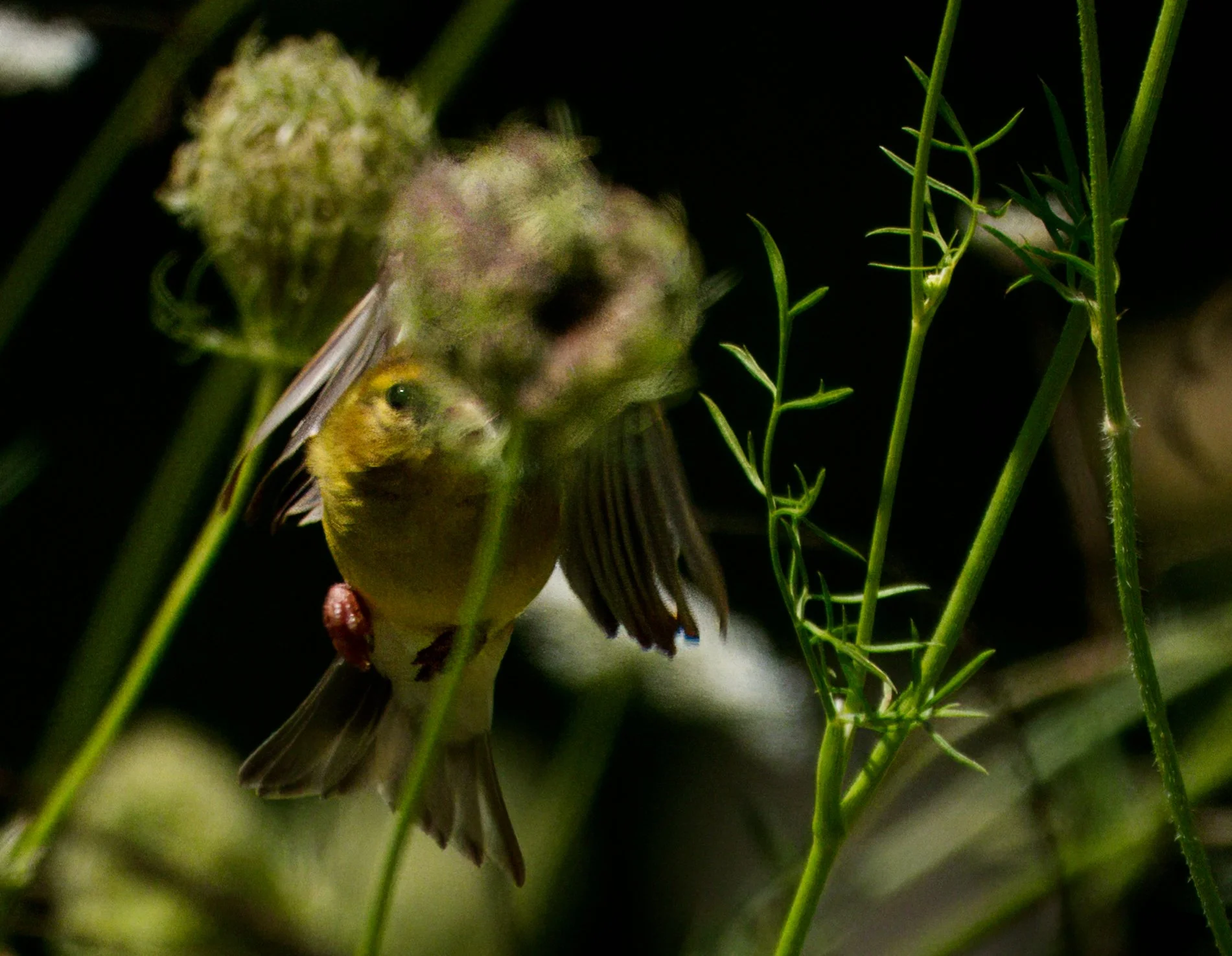 American Goldfinch female coming right at me