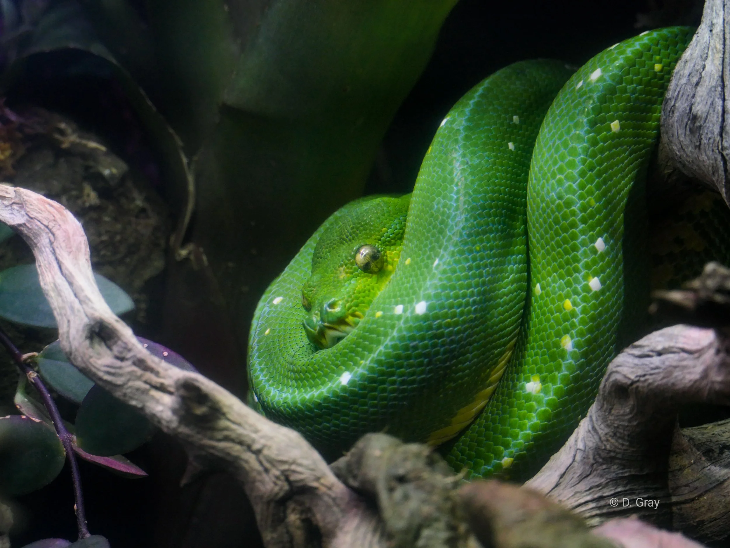 Green Tree Python