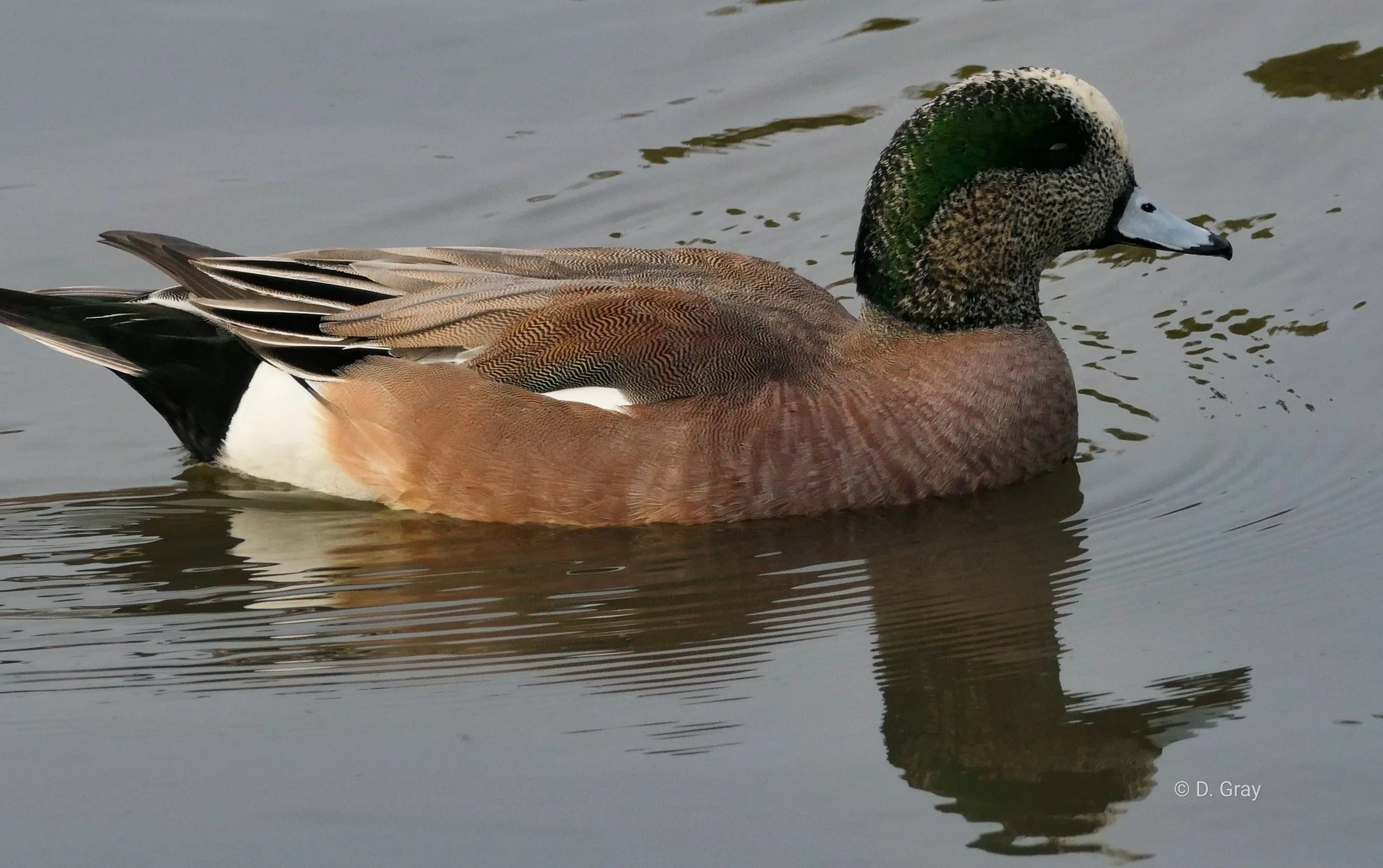 American Wigeon