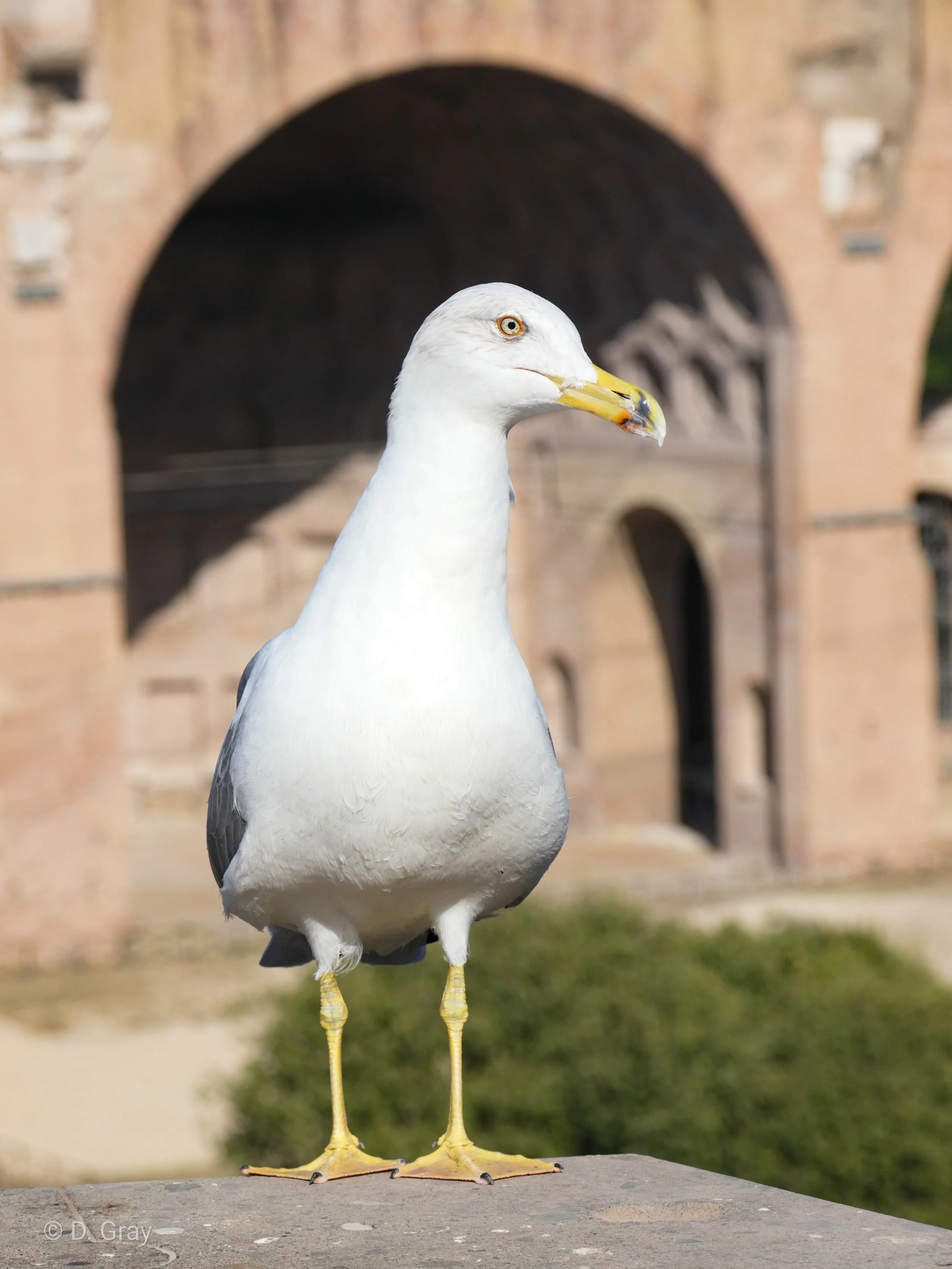 Yellow-legged Gull, Forum Romanum