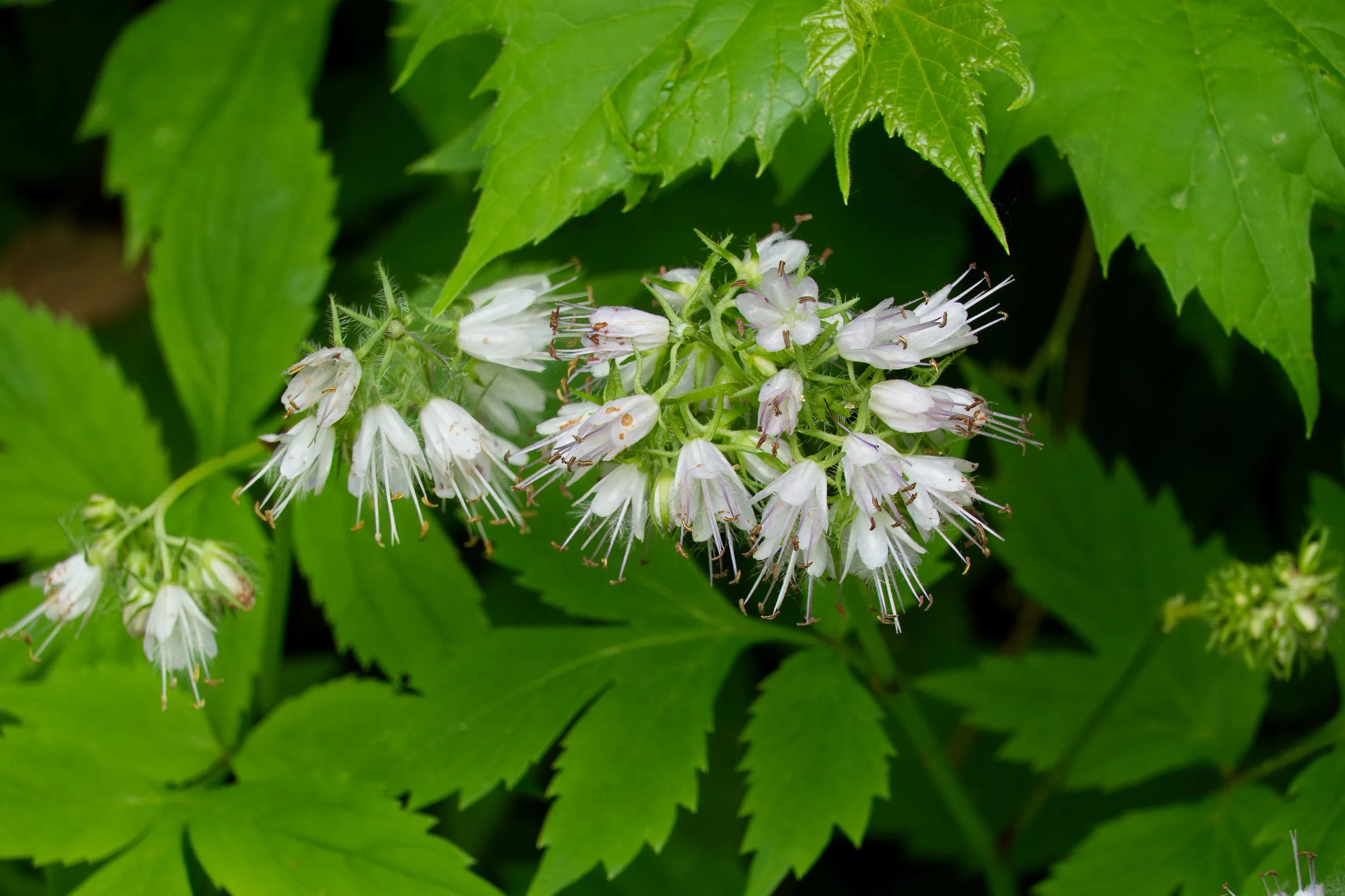 Virginia waterleaf, VAle of Avoca, Toronto
