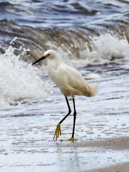 Snowy Egret, Hopkins, Belize