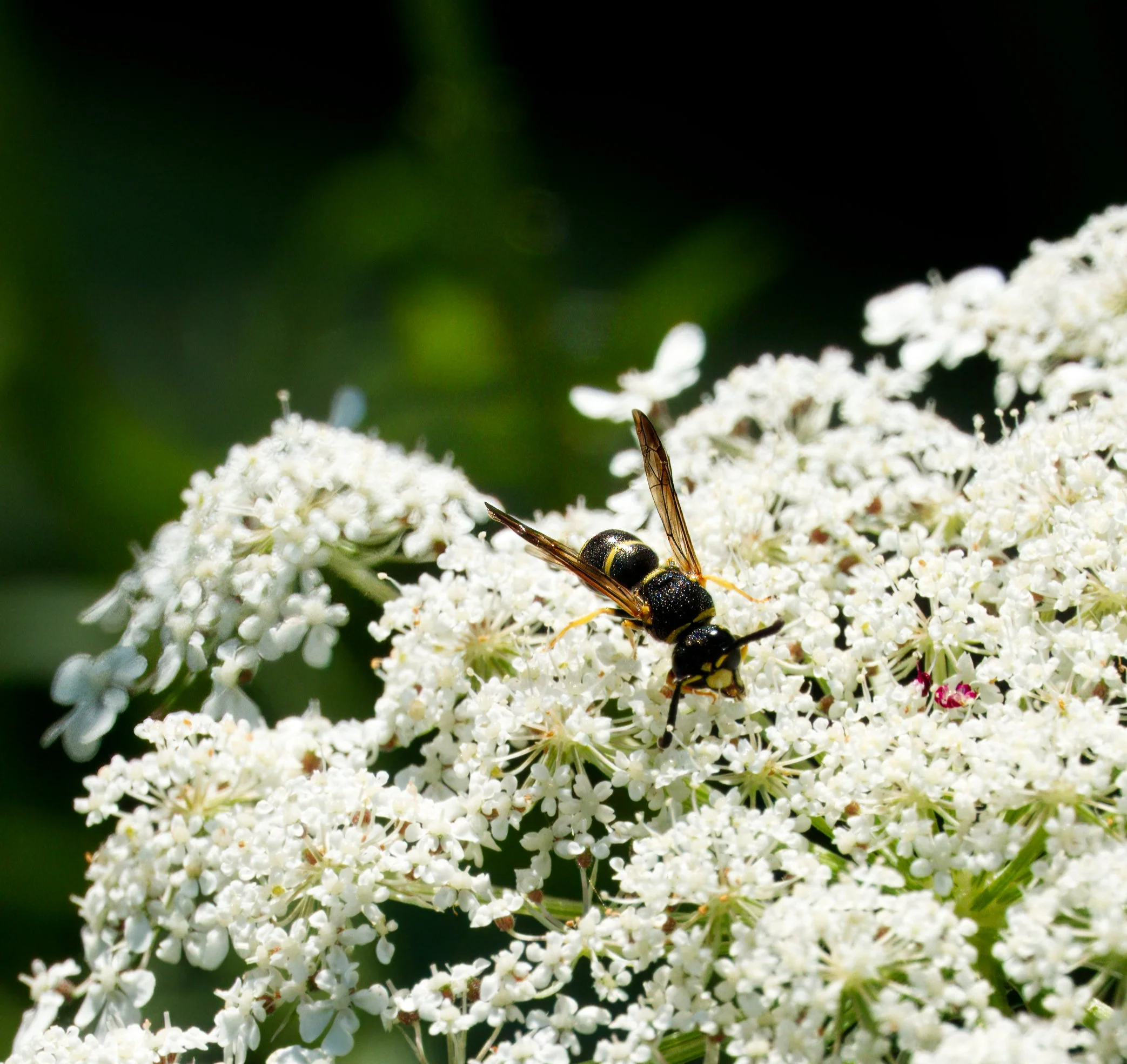 A Potter Wasp on Queen Anne's Lace in the Ravine, Toronto