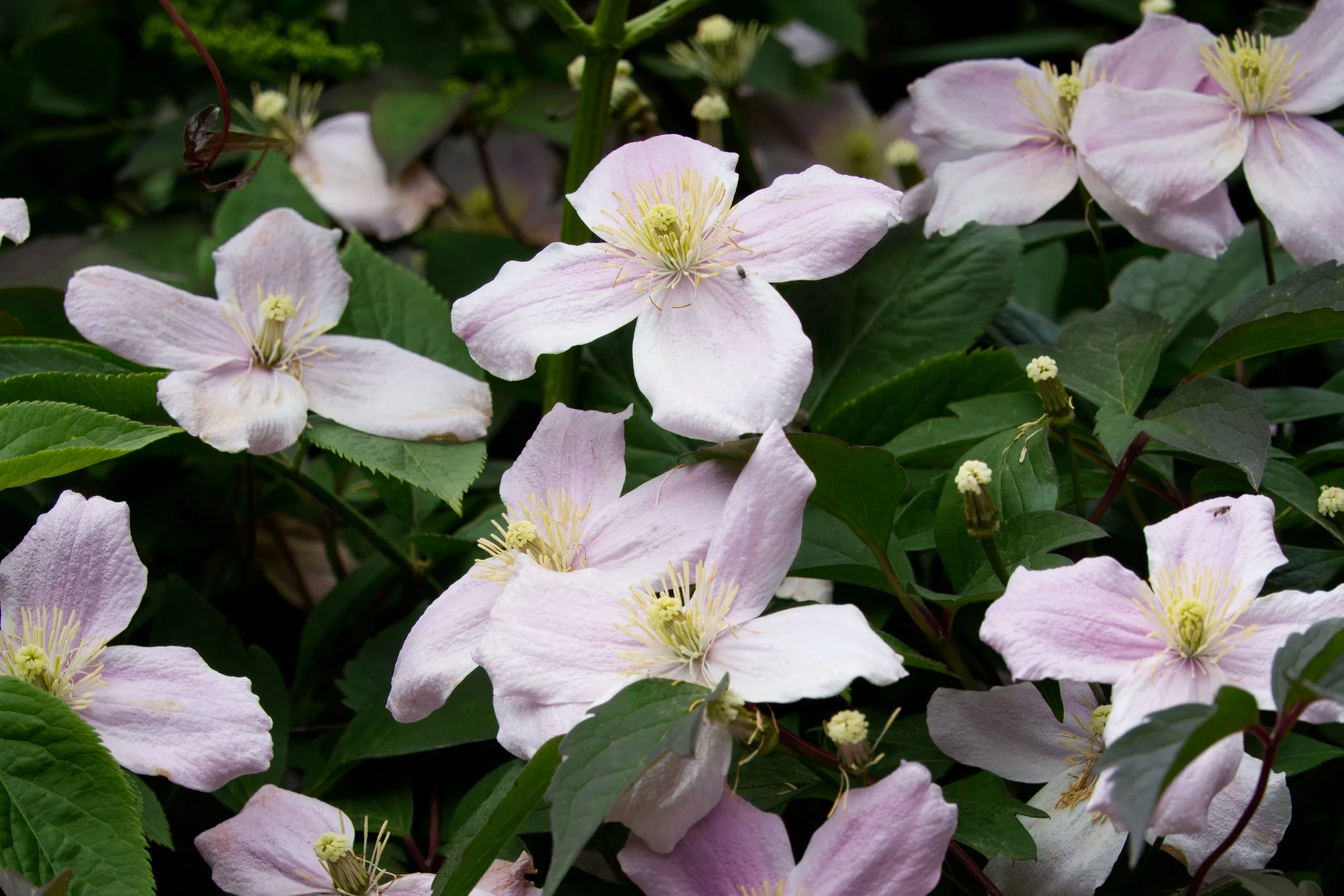 Cornus florida, Blackrock, Dublin, Ireland