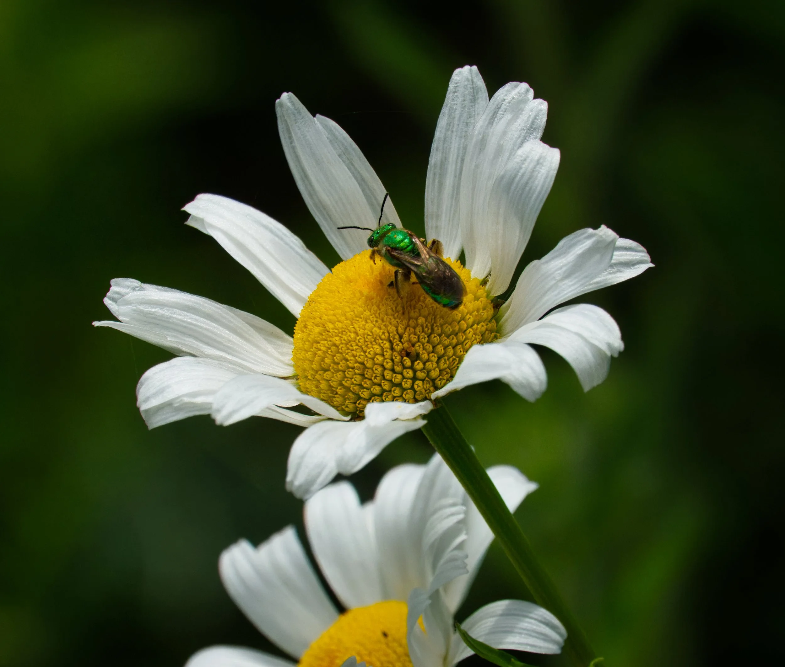 Pure Green Sweat Bee