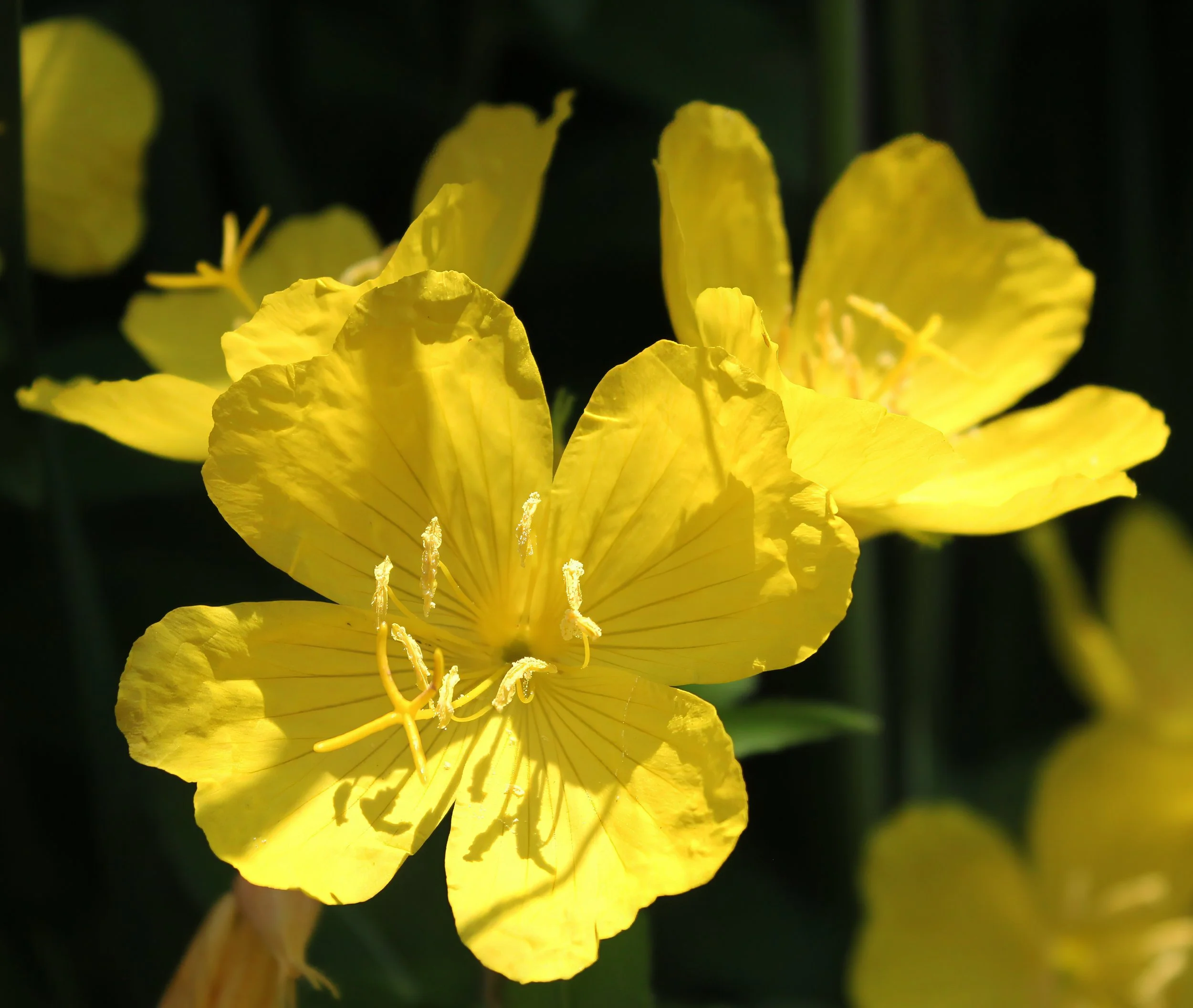 Common Evening Primrose (Oenothera biennis)