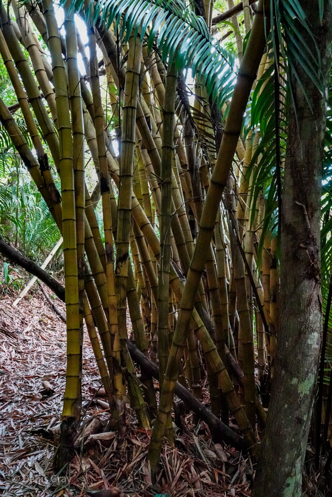 Painted Bamboo