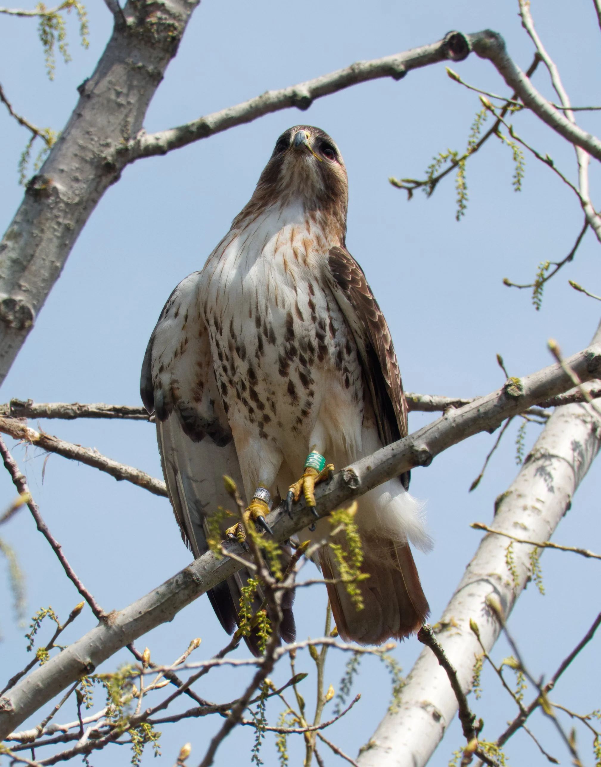 Red-tailed Hawk 02 DSC05630.jpg