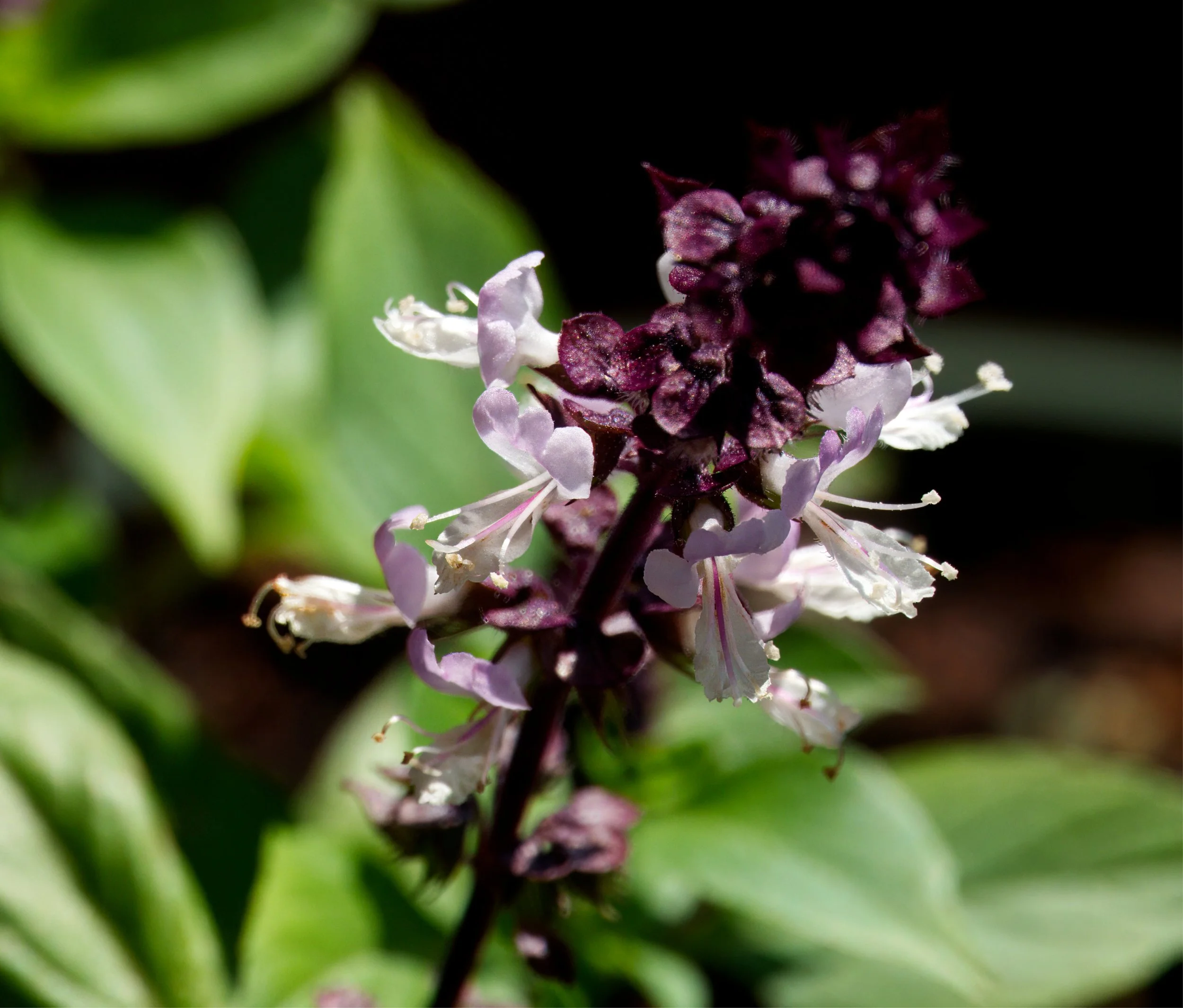 Thai Basil, on the balcony, St. Clair, Toronto