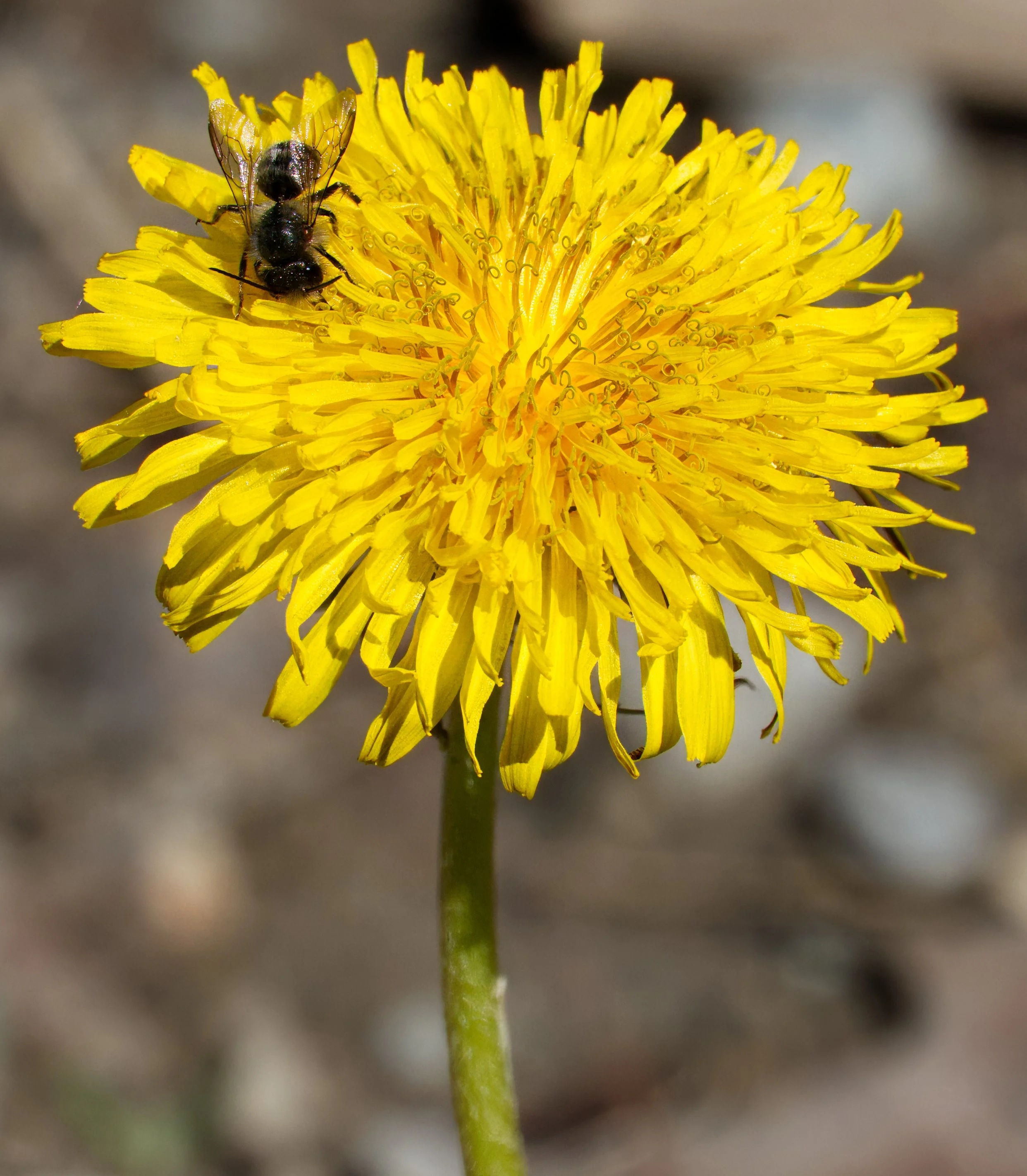 Bee on a Dandelion