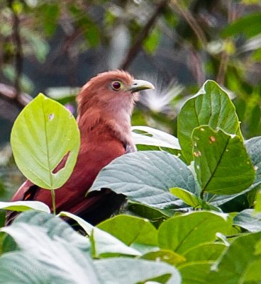 Squirrel Cuckoo, on the Macal River, Western Belize