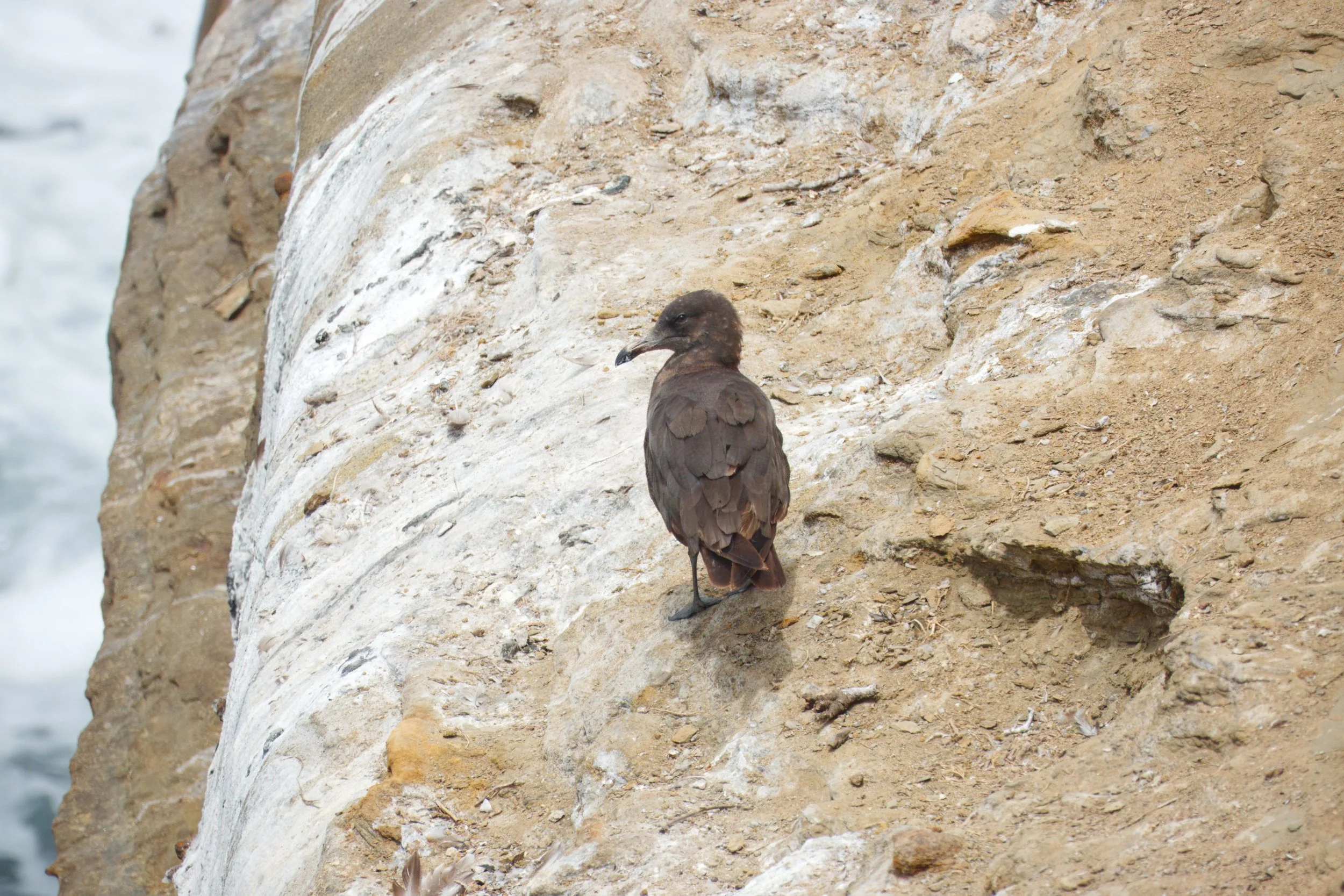 Heermann's Gull (immature), La Jolla