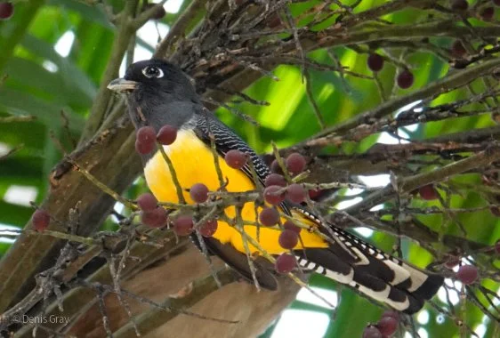Gartered Trogon, Belize Botanic Garden, Western Belize