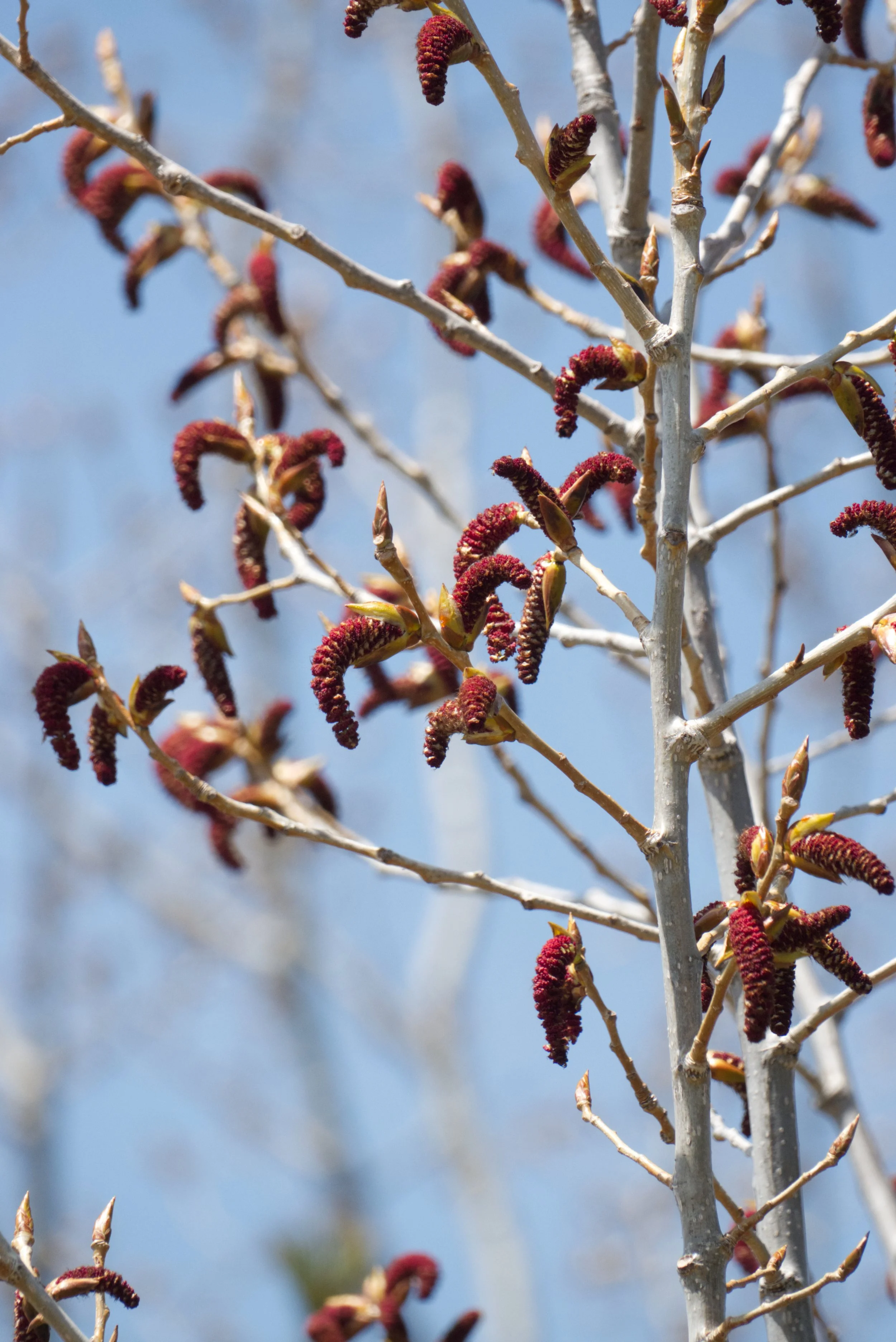 Cottonwood