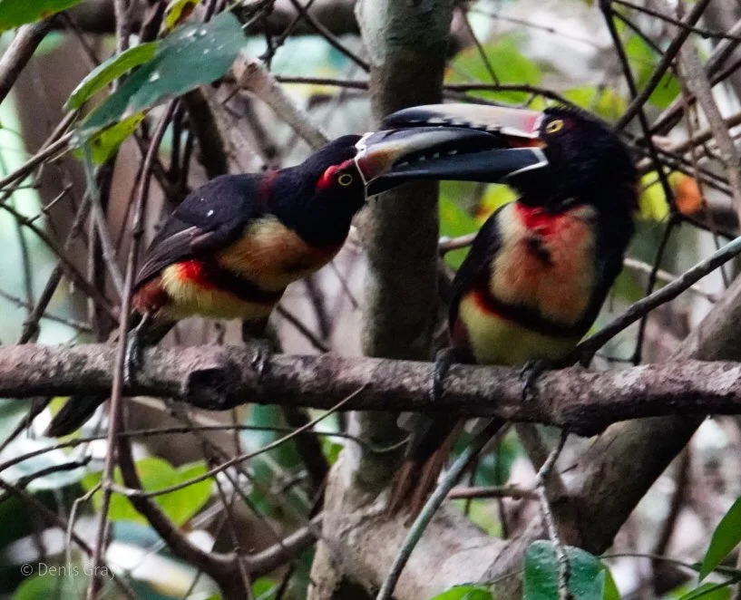 Collared Aracari (one feeding the other), Western Belize