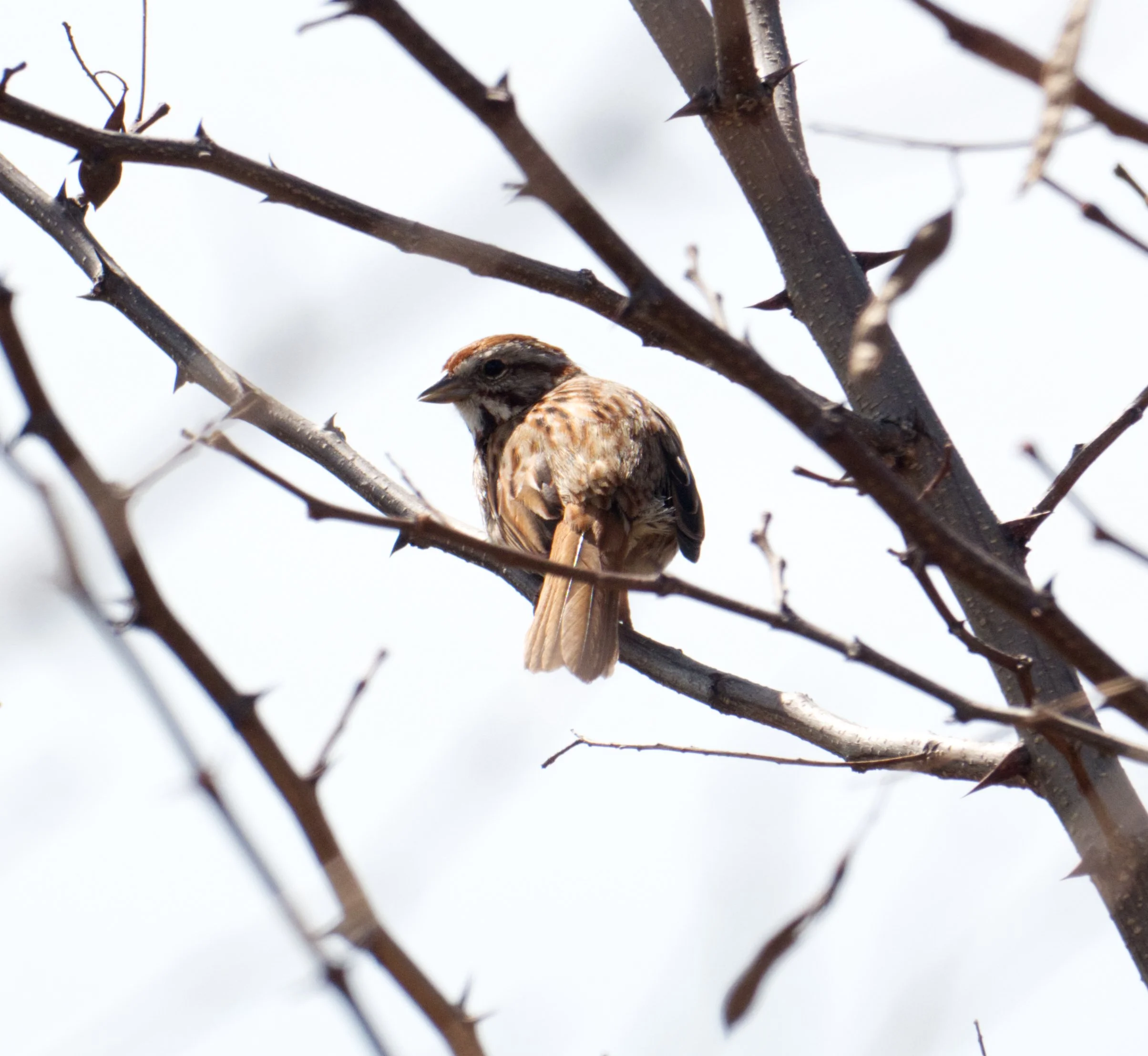 Song Sparrow