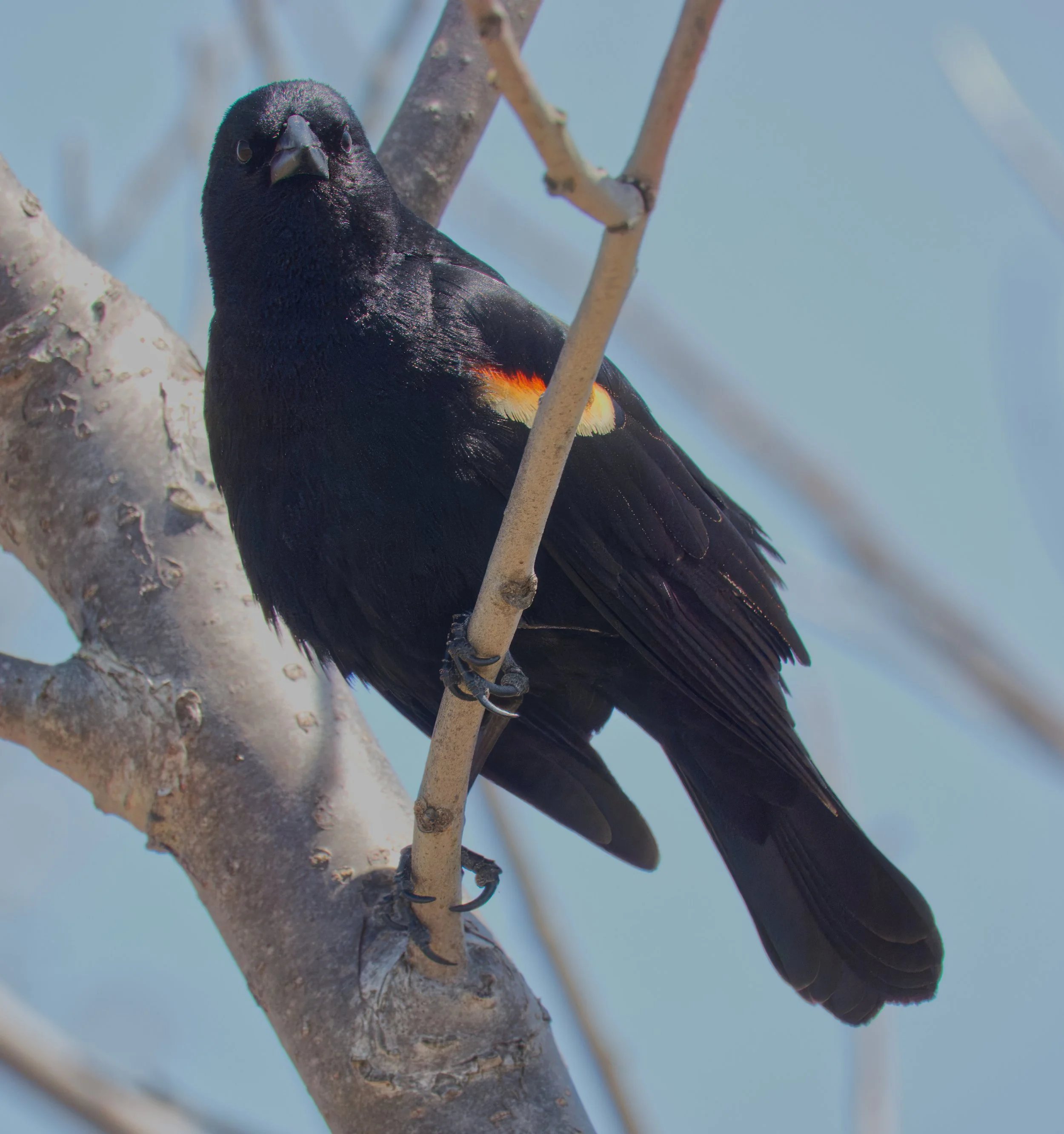 Re-winged Blackbird (male)