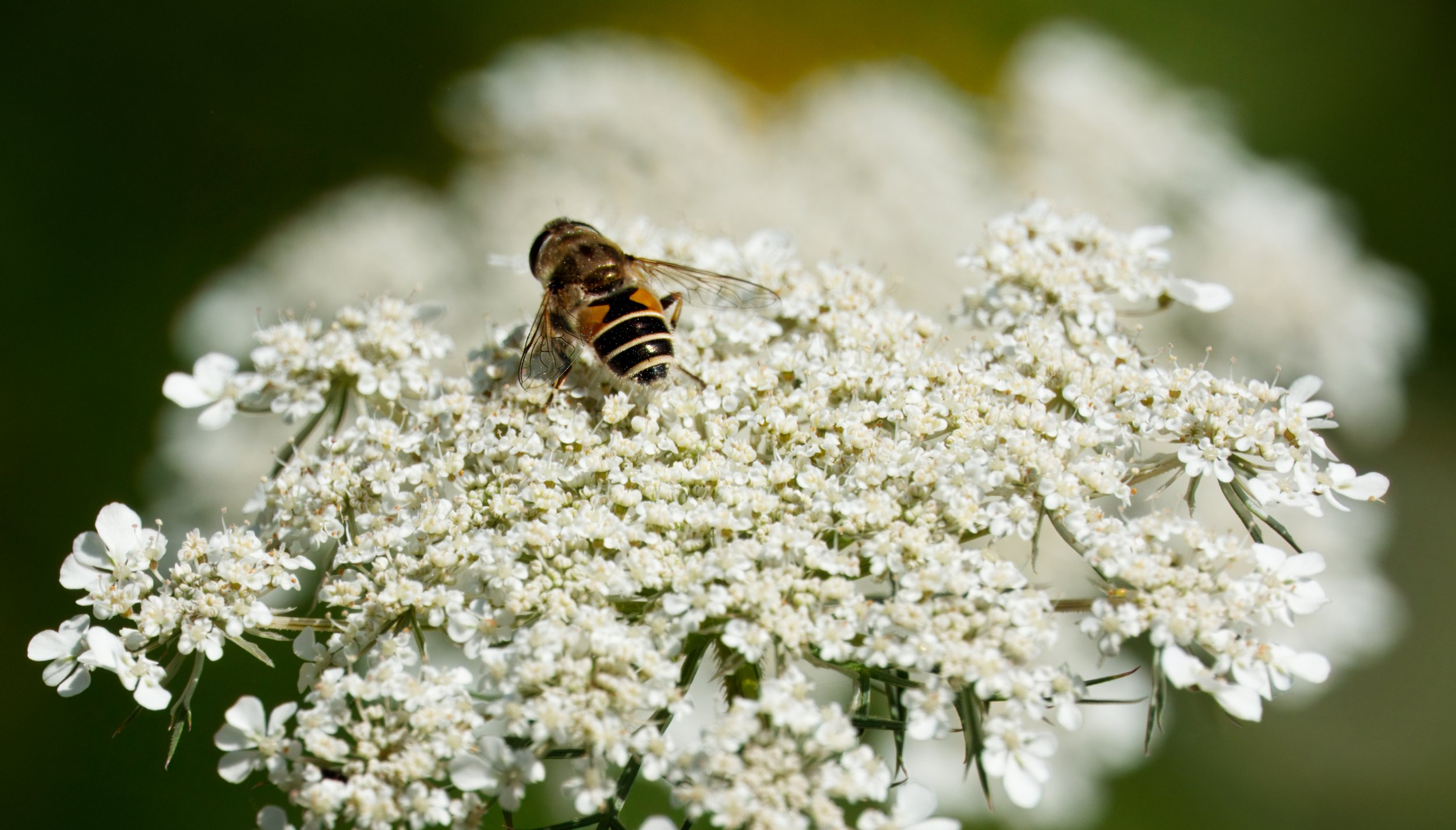 Eristalis, A Drone Hoverfly on Queen Anne's Lace, The Ravine