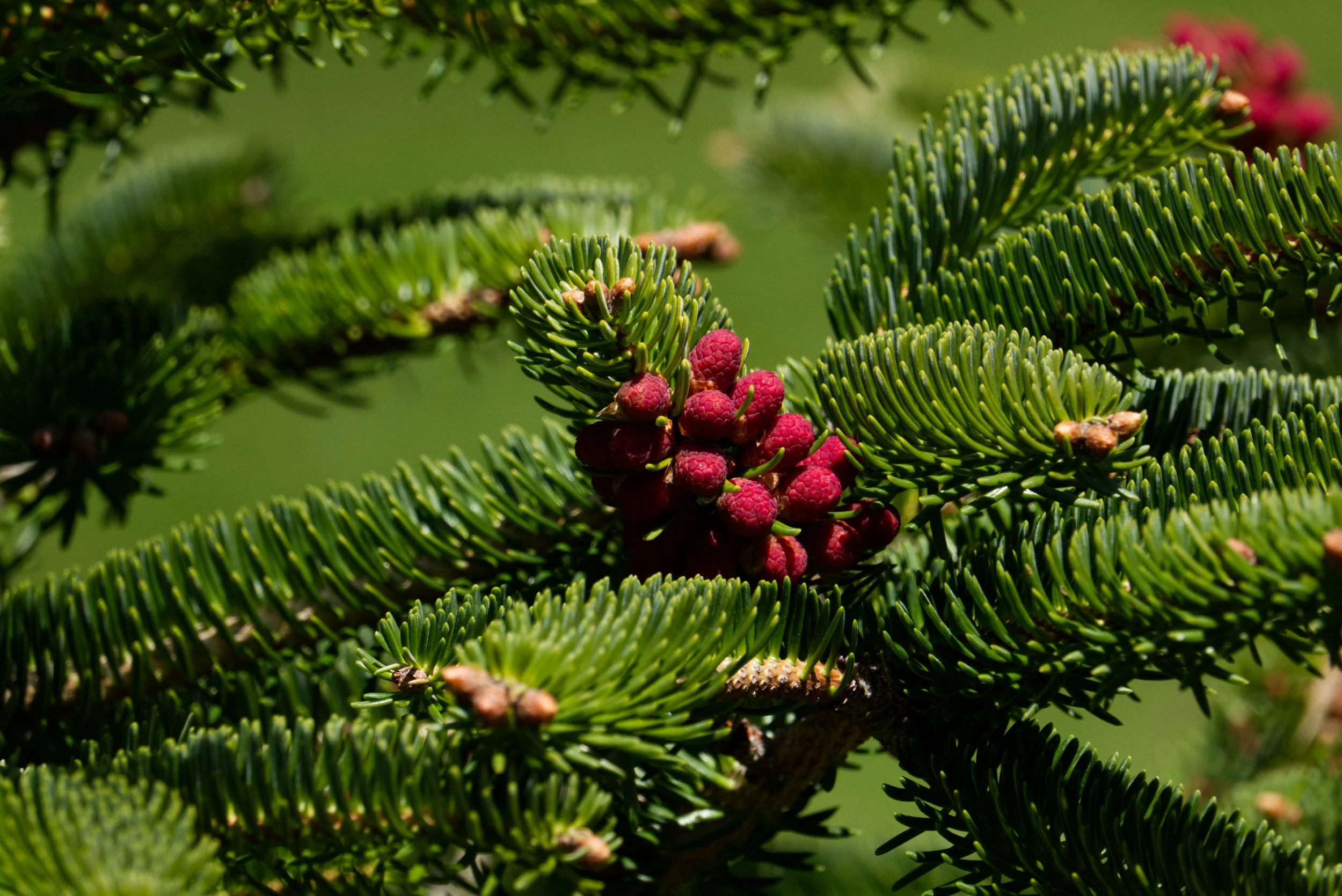 Norway Spruce, red inflorescences