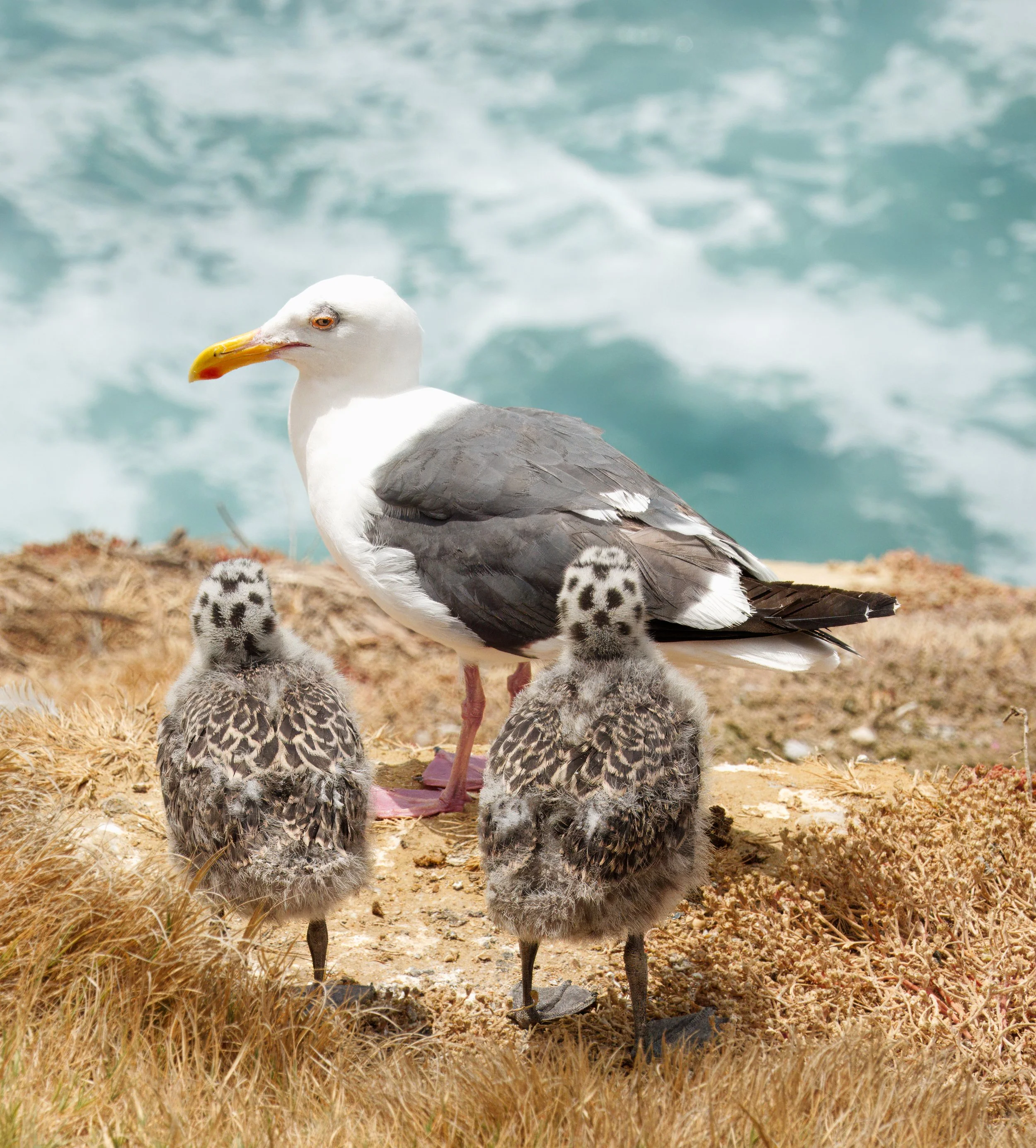 Great Black-backed Gull and chicks, La Jolla, Southern California