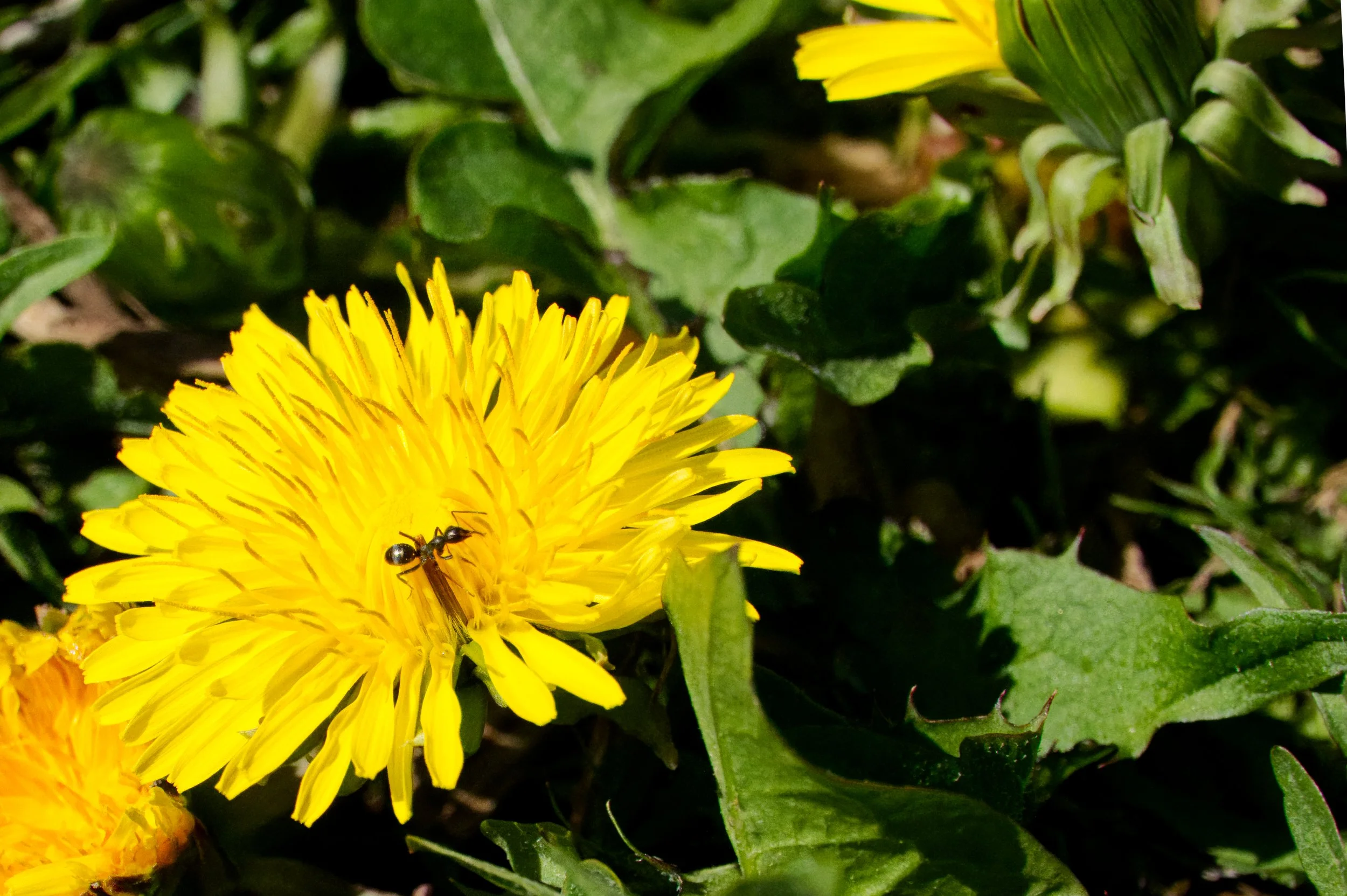 Ant on a Dandelion