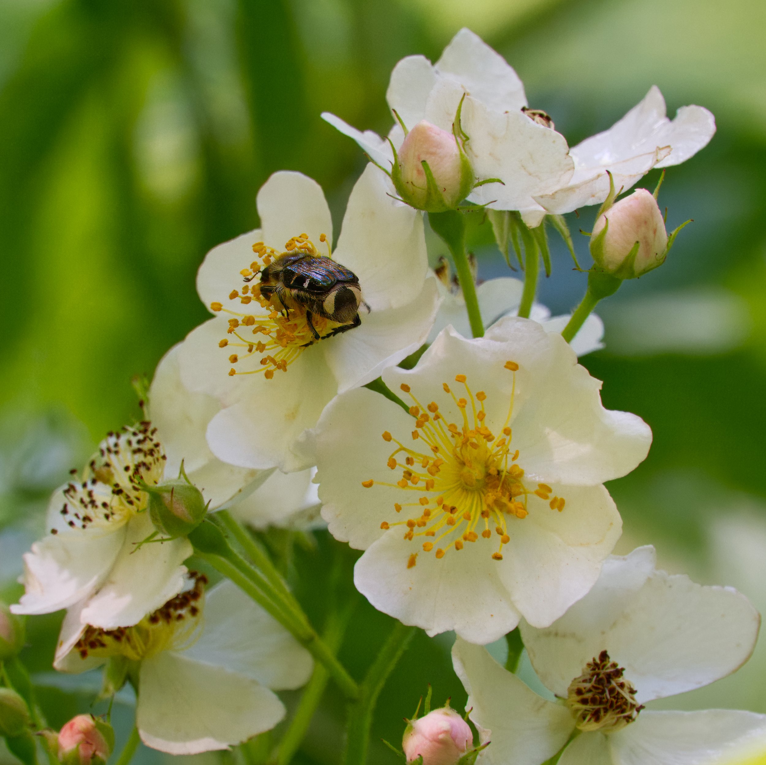 Hairy Flower Scarab Beetle