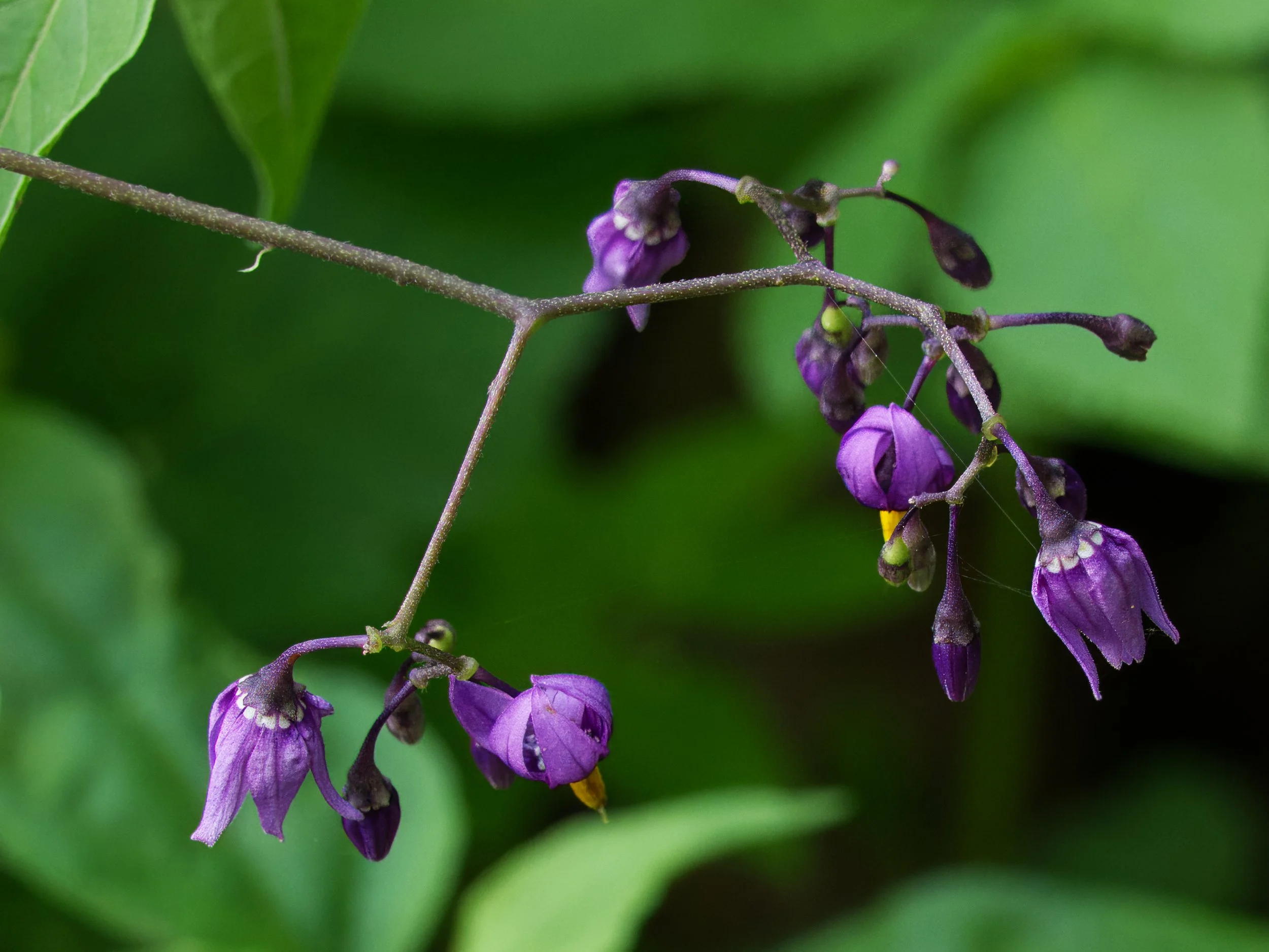 Bittersweet Nightshade