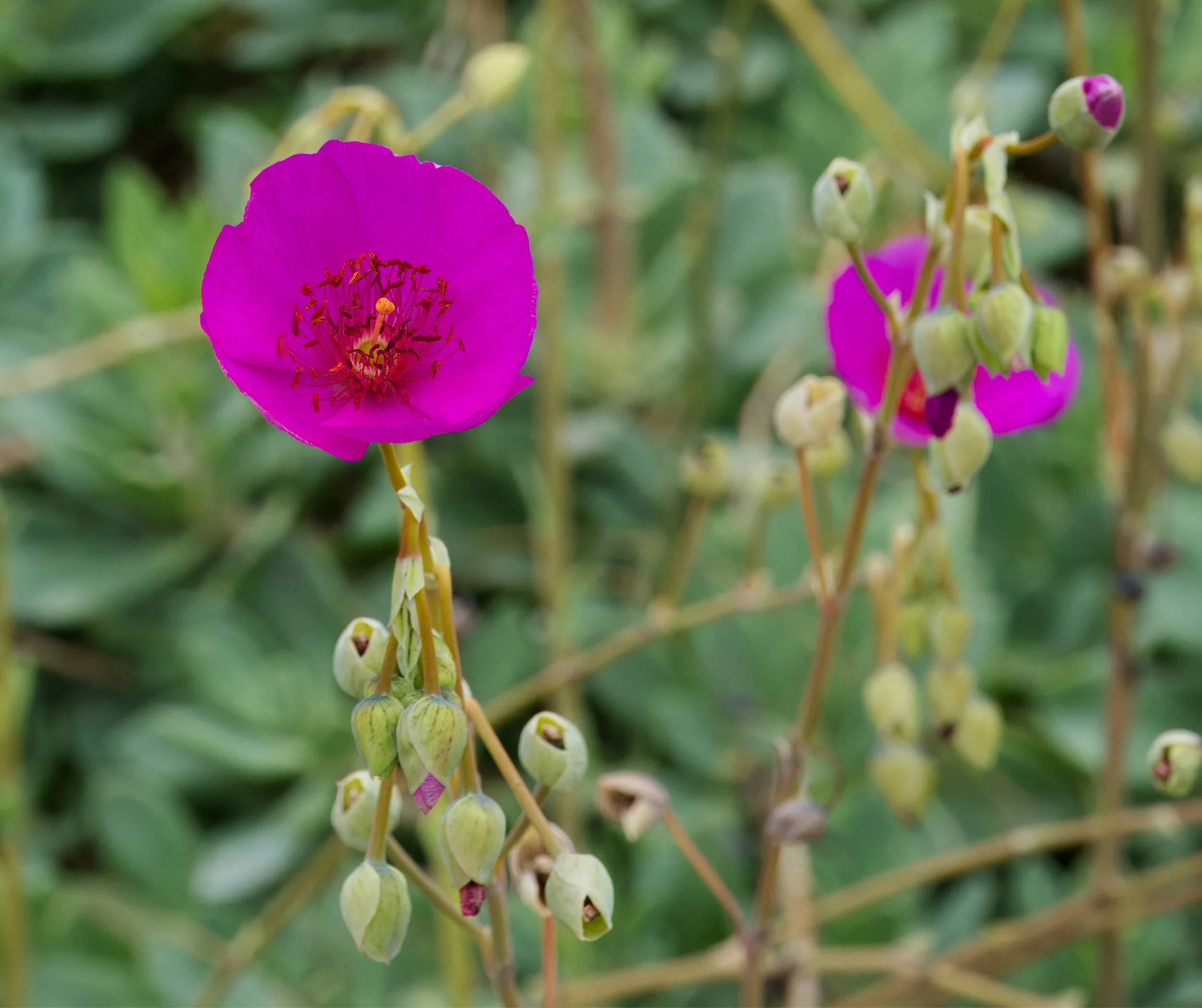 Rock Purslane, Laguna Woods, Southern California