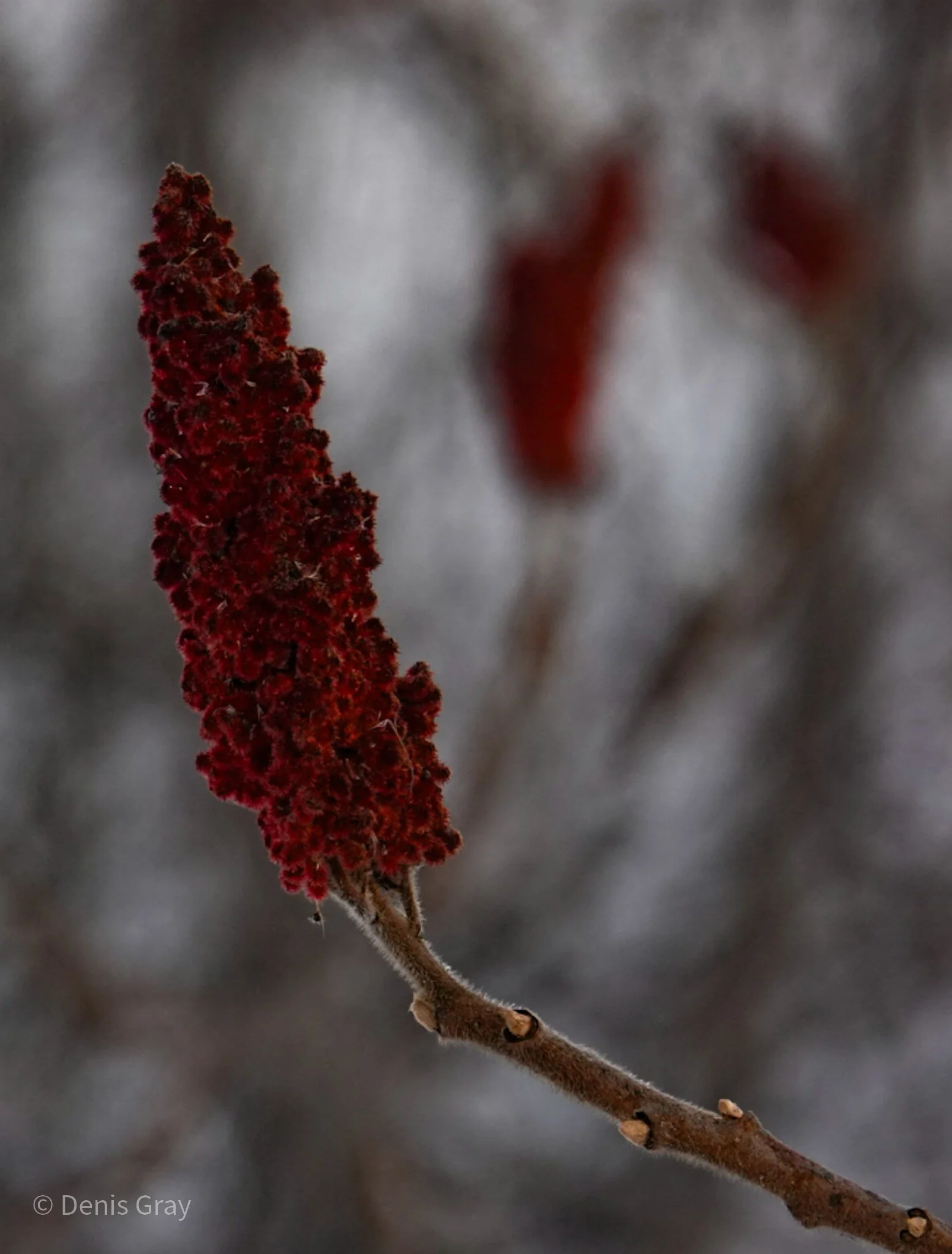 Stagshorn Sumac, Tommy Thompson Park, Toronto