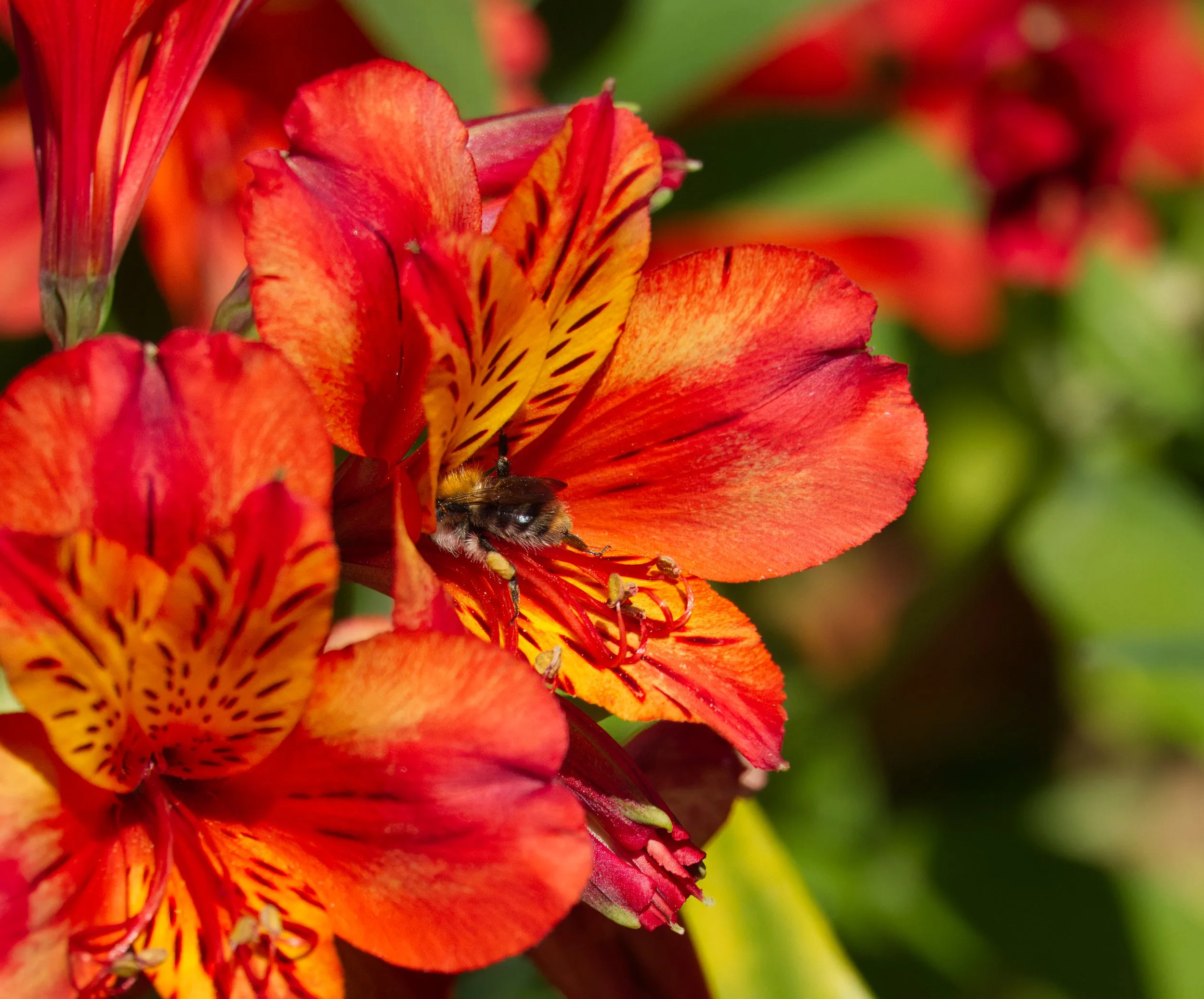 Alstroemeria and a Bee, Obelisk Walk, Blackrock, Dublin