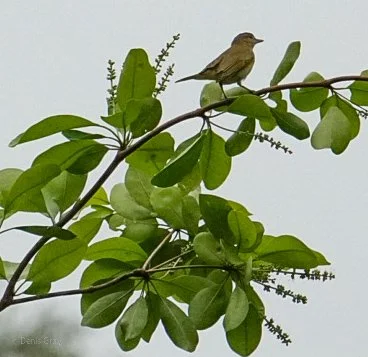 Orange-crowned Warbler ?, Western Belize