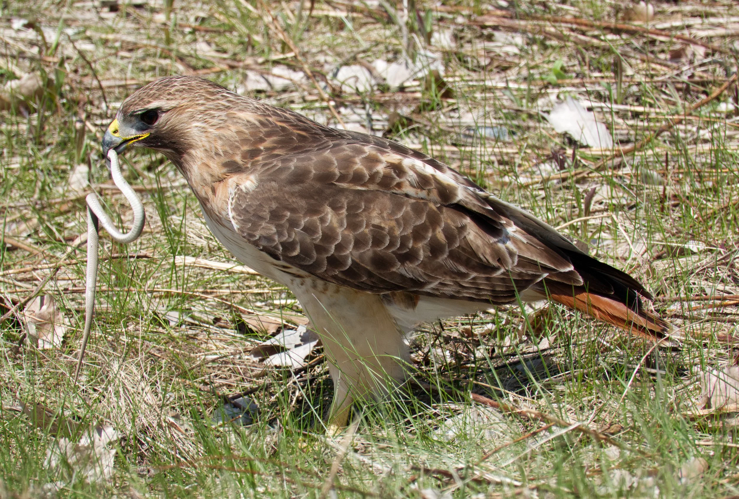 Red-Tailed Hawk 06 DSC05436.jpg