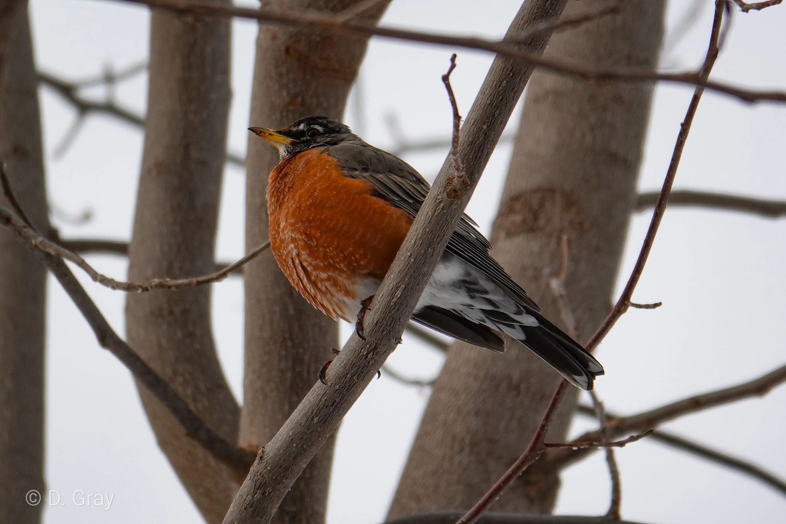 American Robin, Southwest Waterfront Park, SW, Washington DC