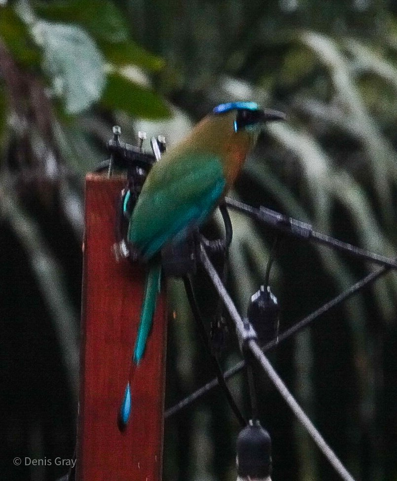 Lessen's Motmot, Belize Botanic Garden, Western Belize