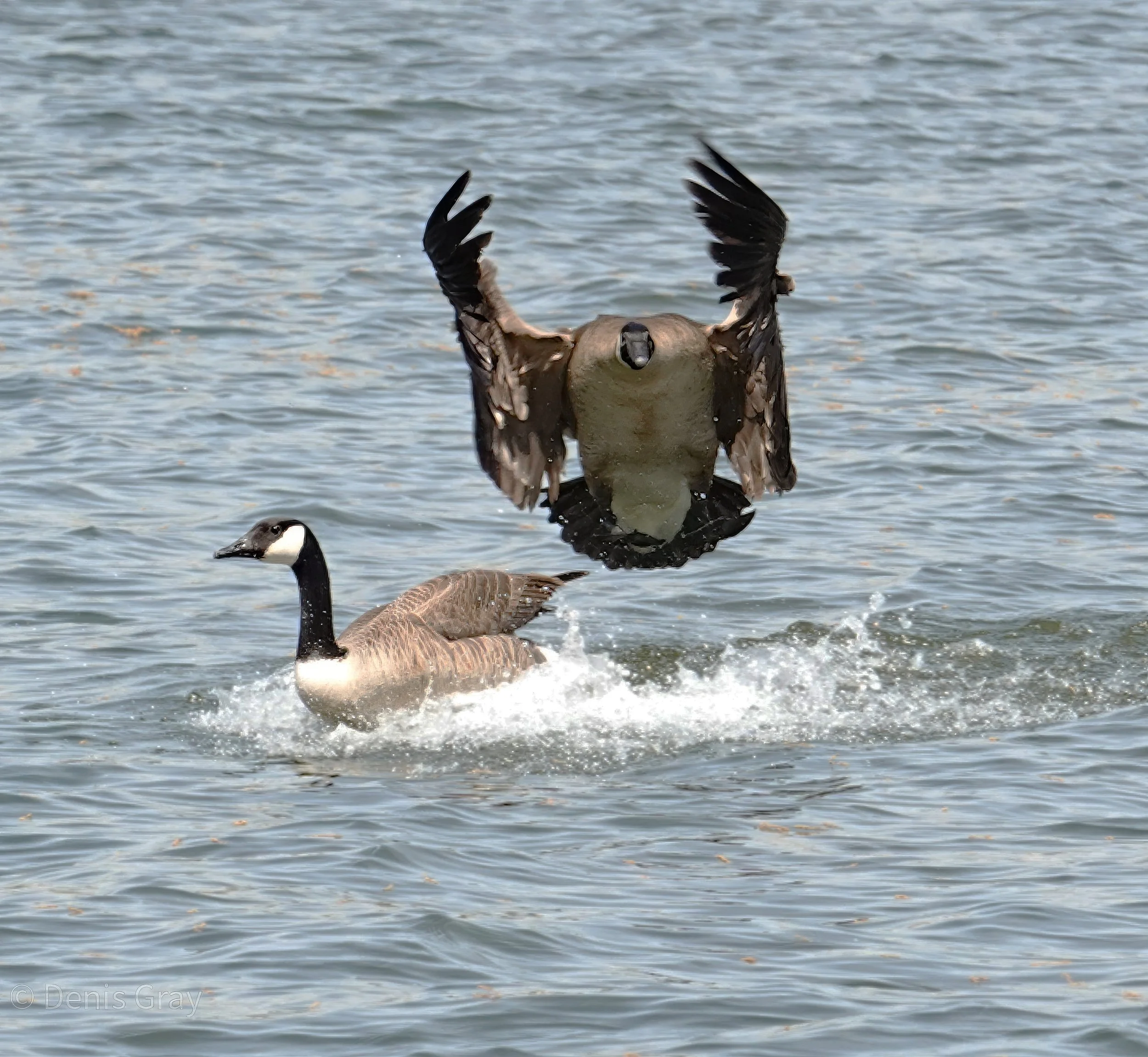 Comin' through. Canada Goose making way for  a landing
