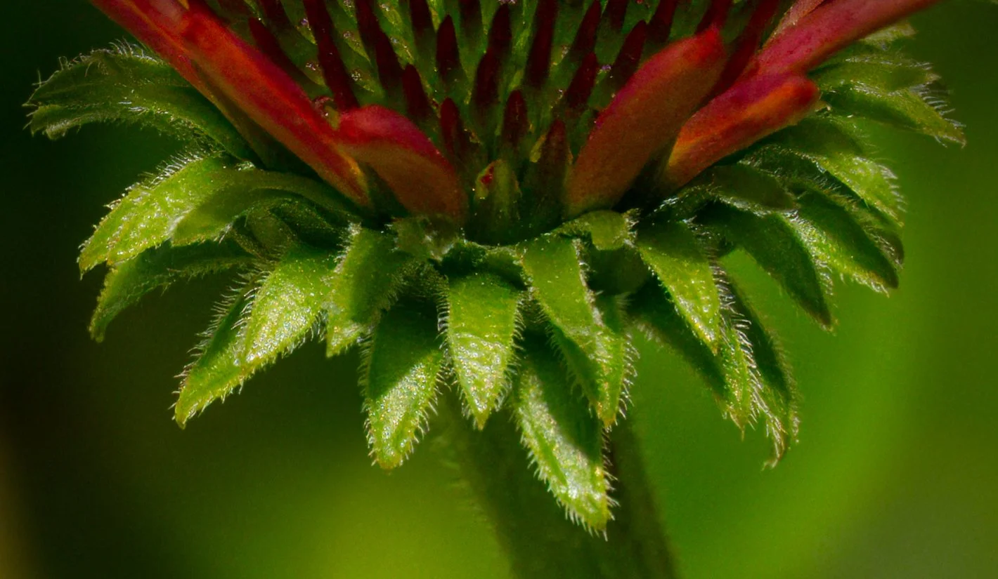 Echinacea bloom detail