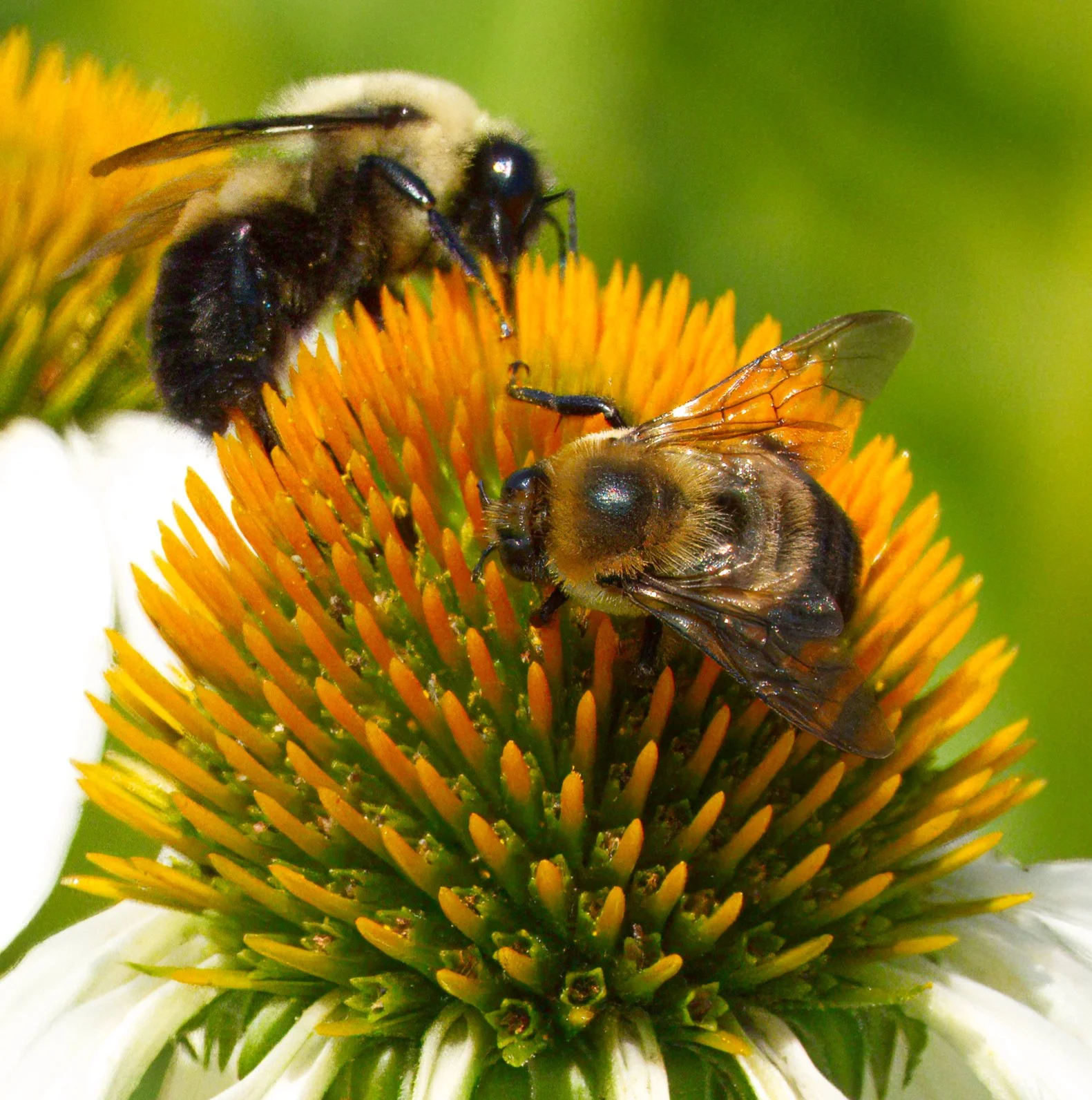 Common Eastern (top) and Brown Belted Bumblebee, centre), on Echinacea