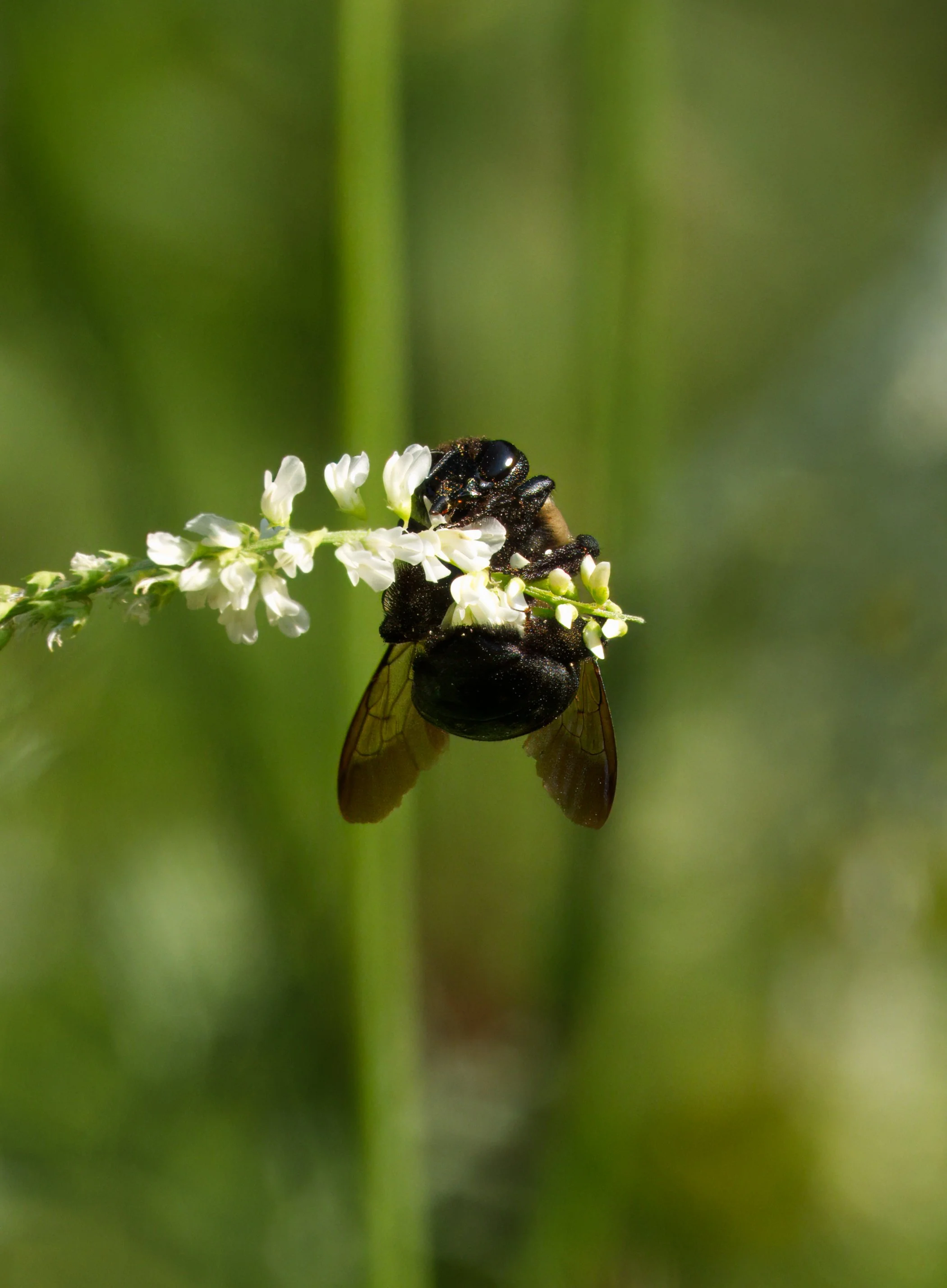 Ravine 07 19 09  DSC07310.jpg