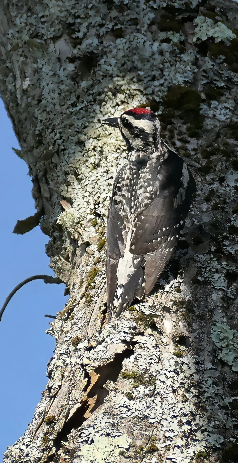 Yellow-bellied Sapsucker