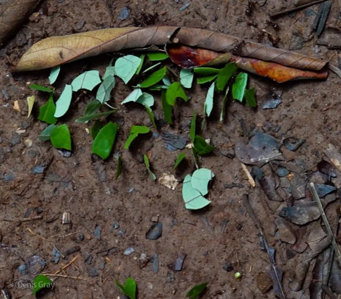 Traffic jam for Leaf Cutter Ants, Western Belize