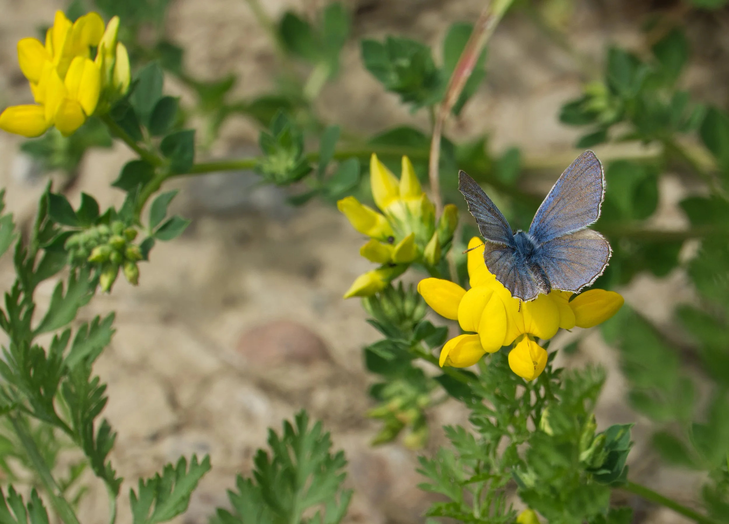 Common Blue Butterfly (male) on a Bird's-foot trefoil, Vale of Avoca, Toronto