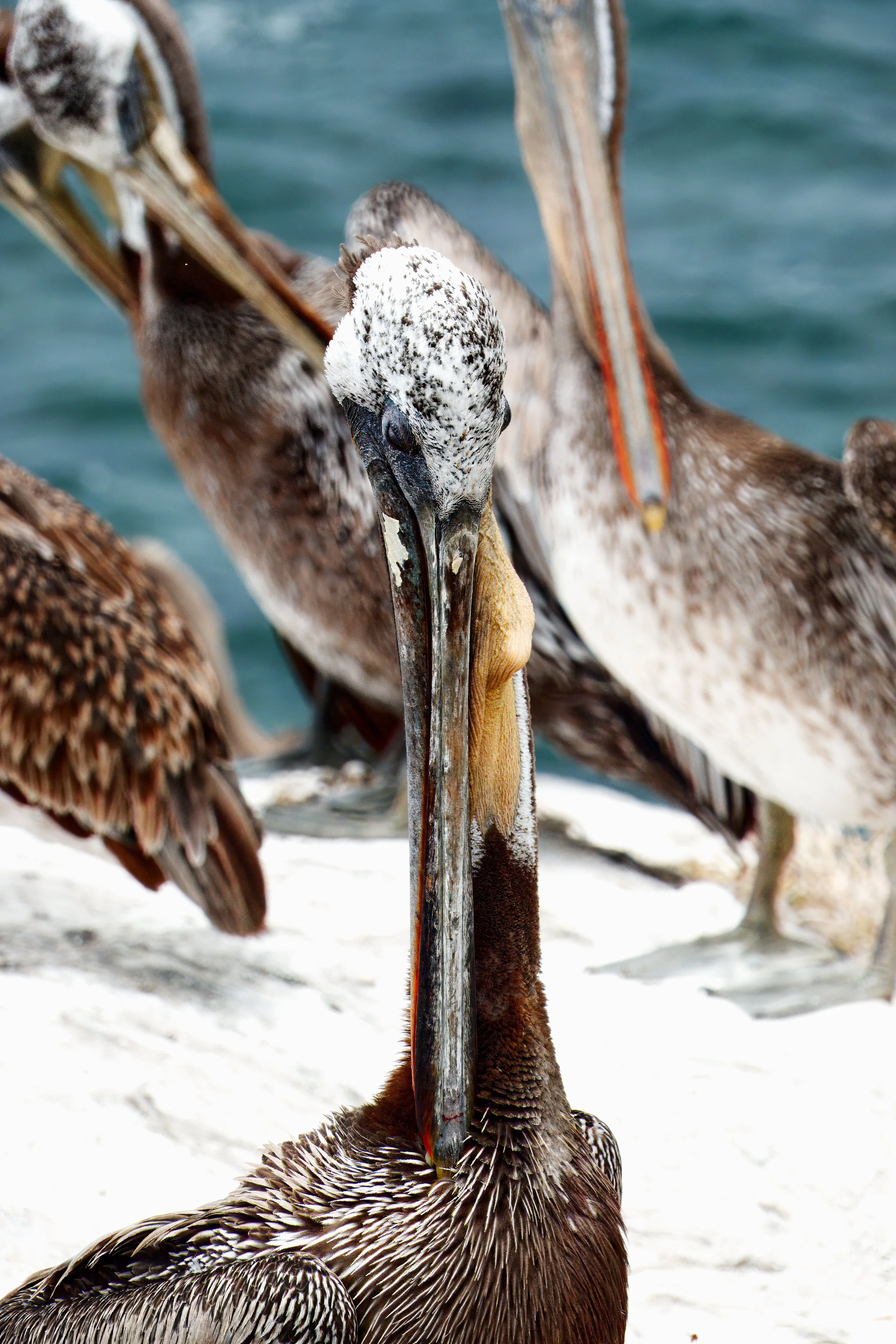 Brown Pelican resting, La Jolla, Southern California