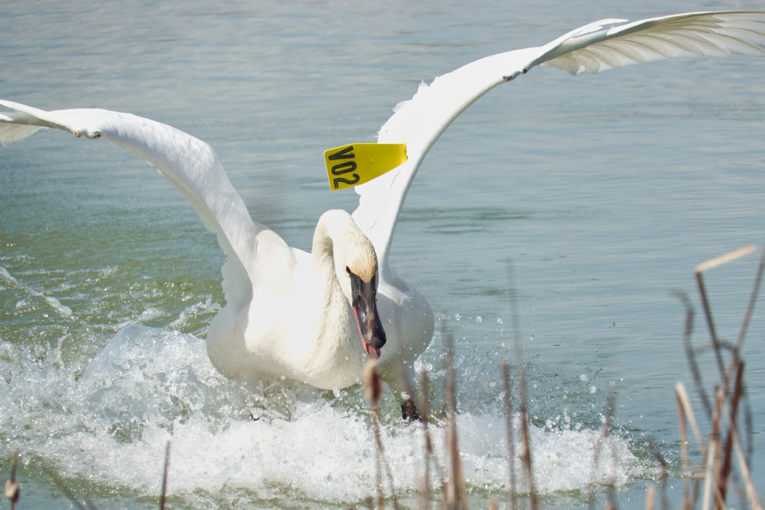 Trumpeter Swan, Tommy Thompson Park, Toronto